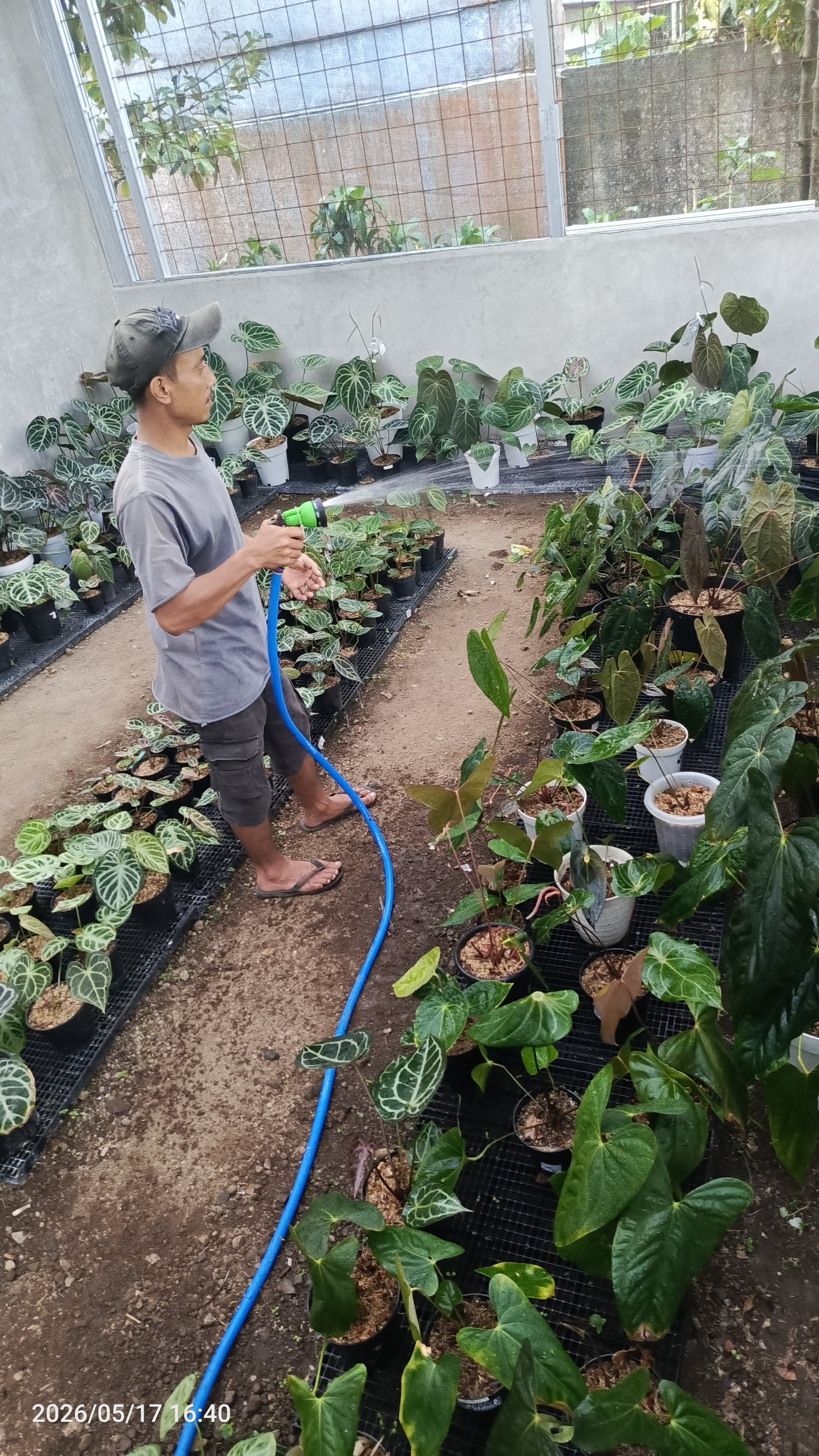 Galeri nursery 2