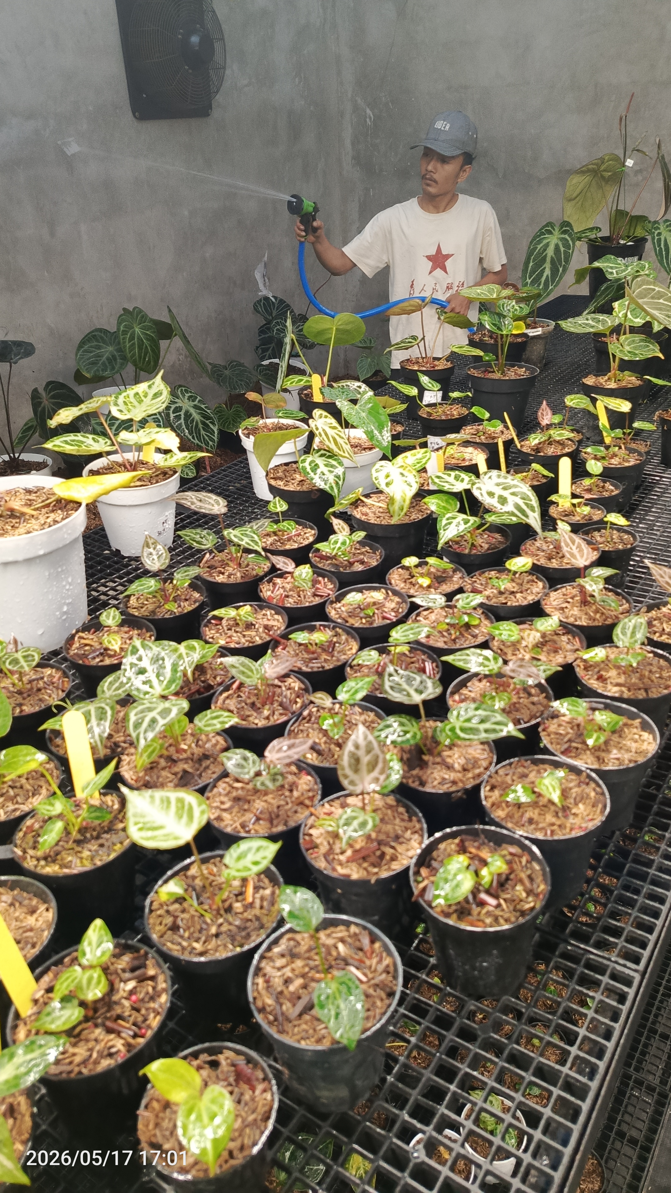 Galeri nursery 6