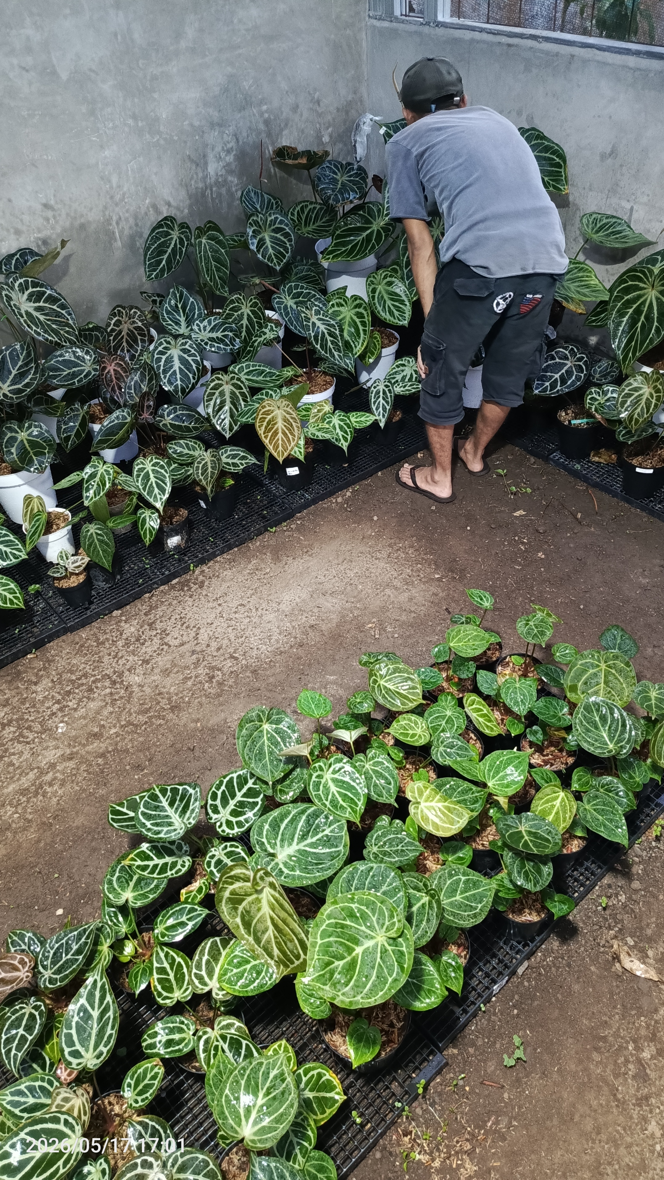 Galeri nursery 9