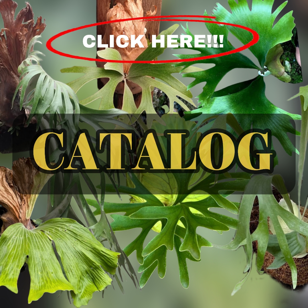 PLATYCERIUM