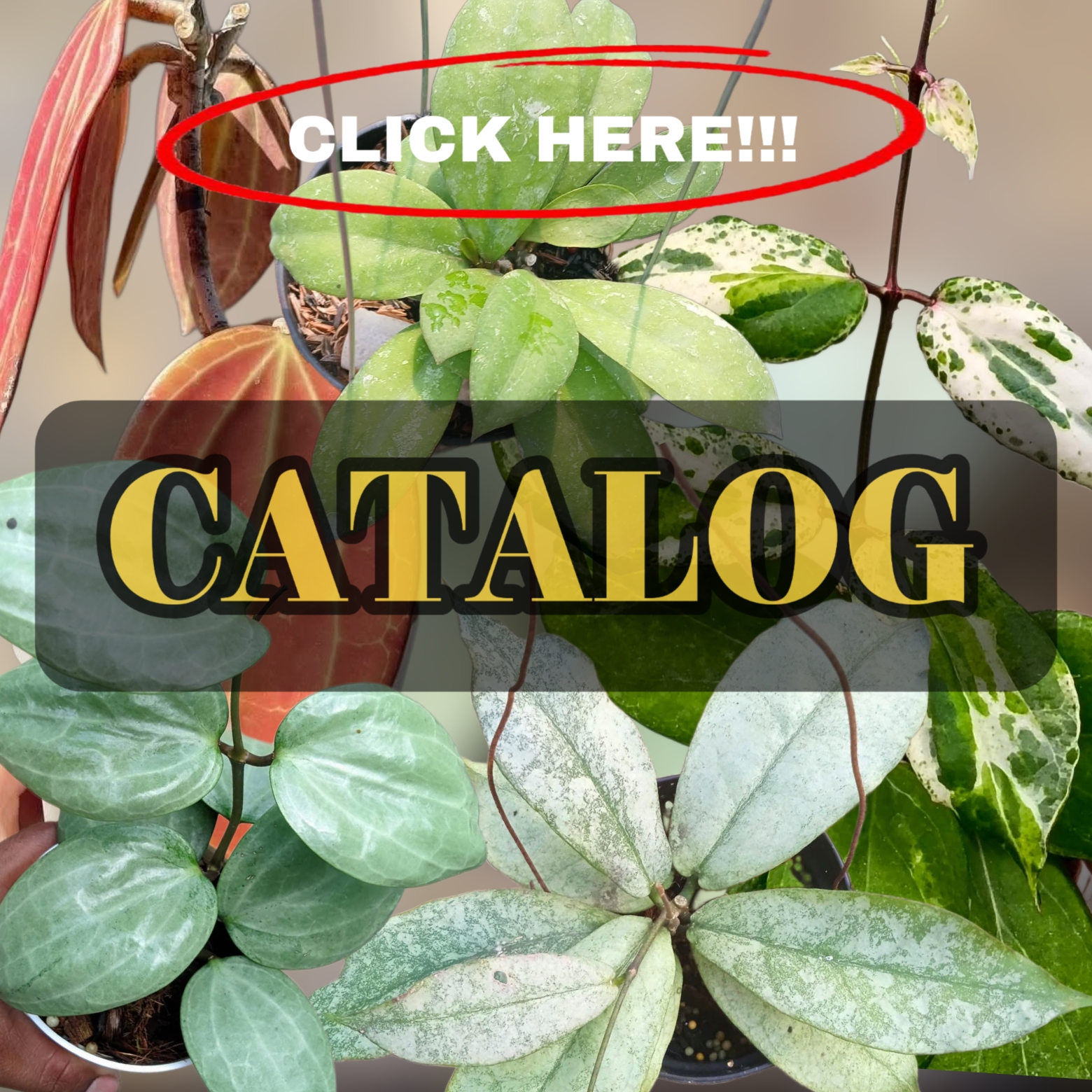 HOYA
