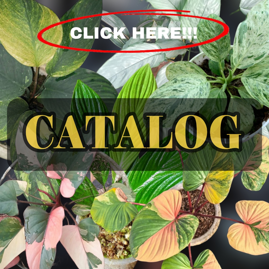 HOMALOMENA
