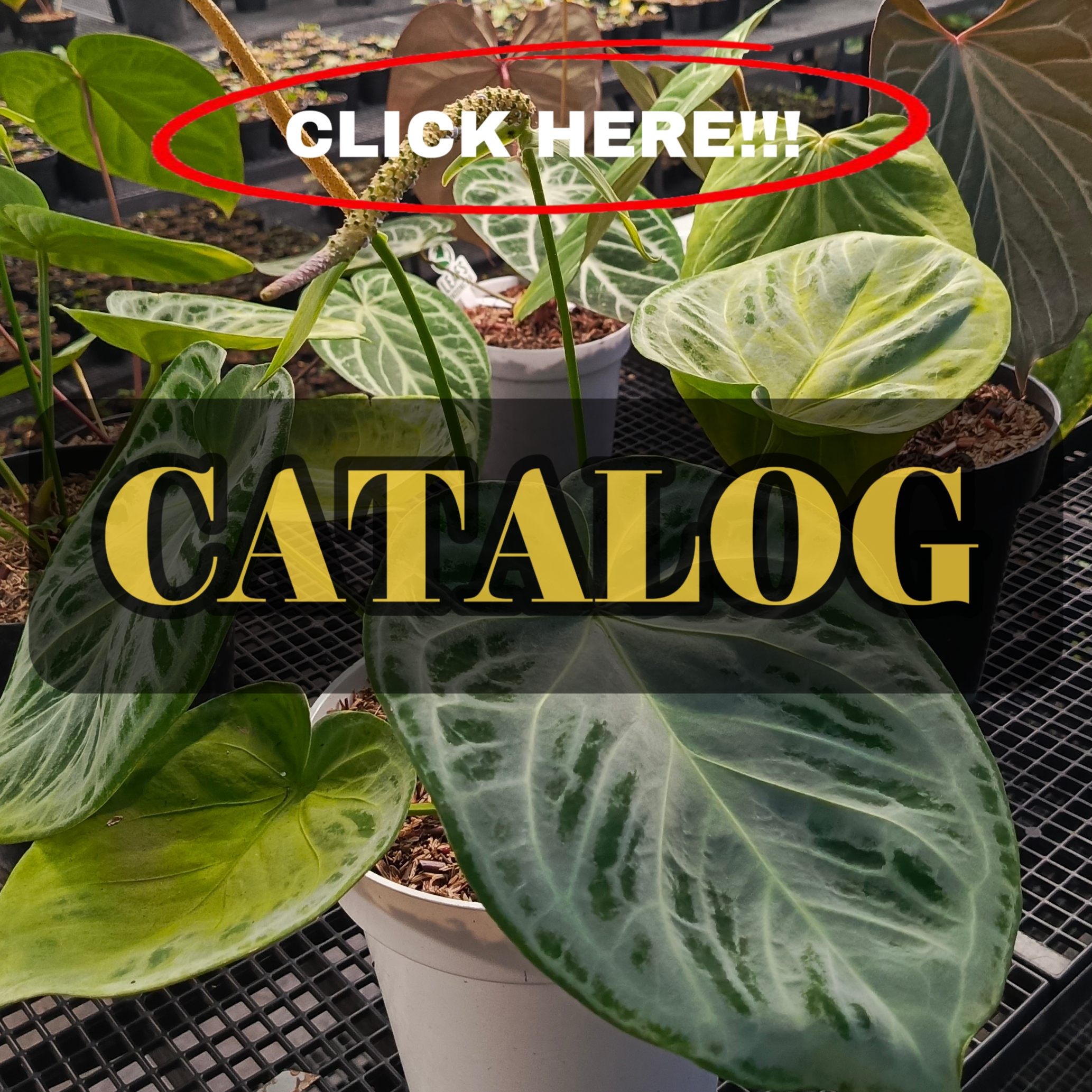 ANTHURIUM GH @dhp