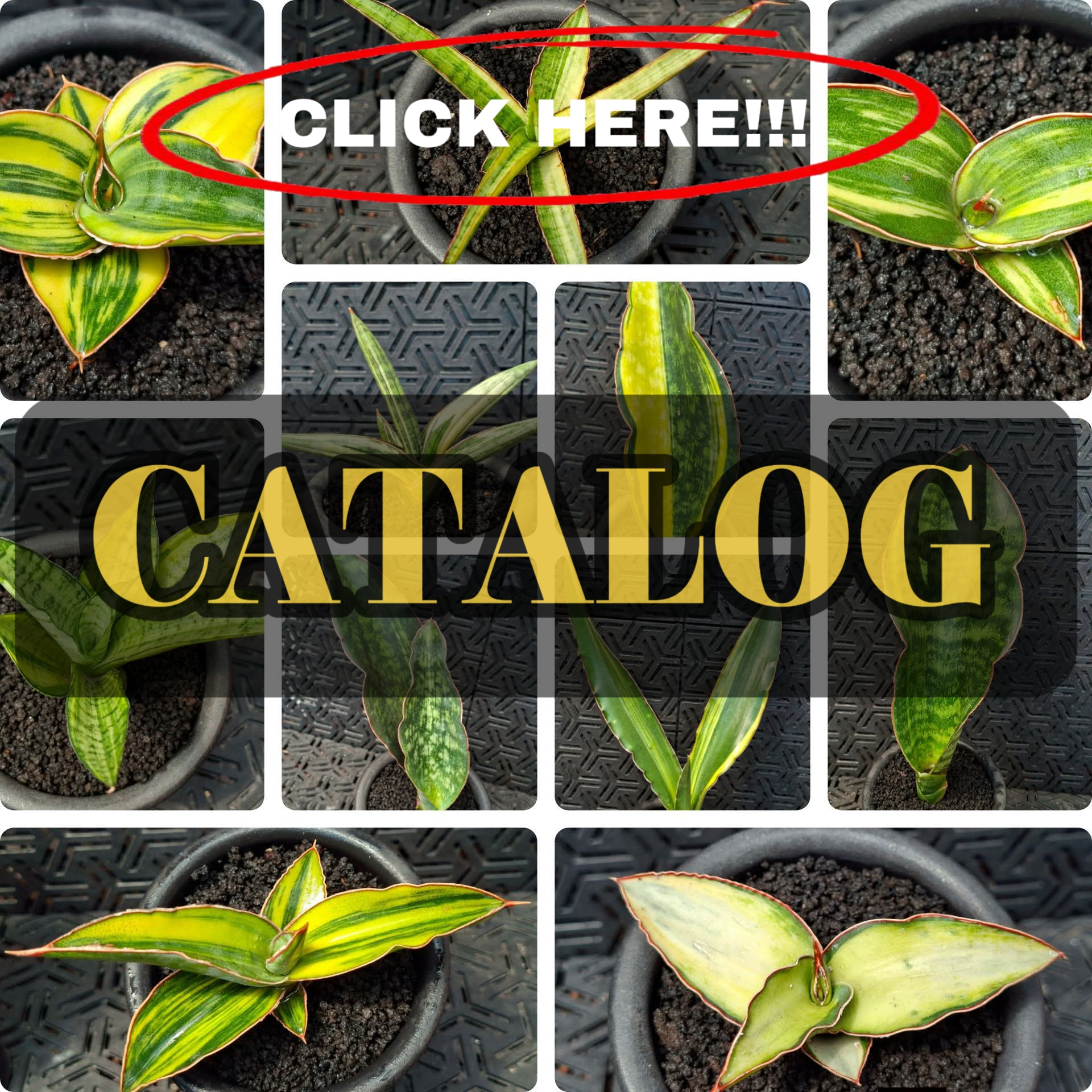 SANSEVIERIA