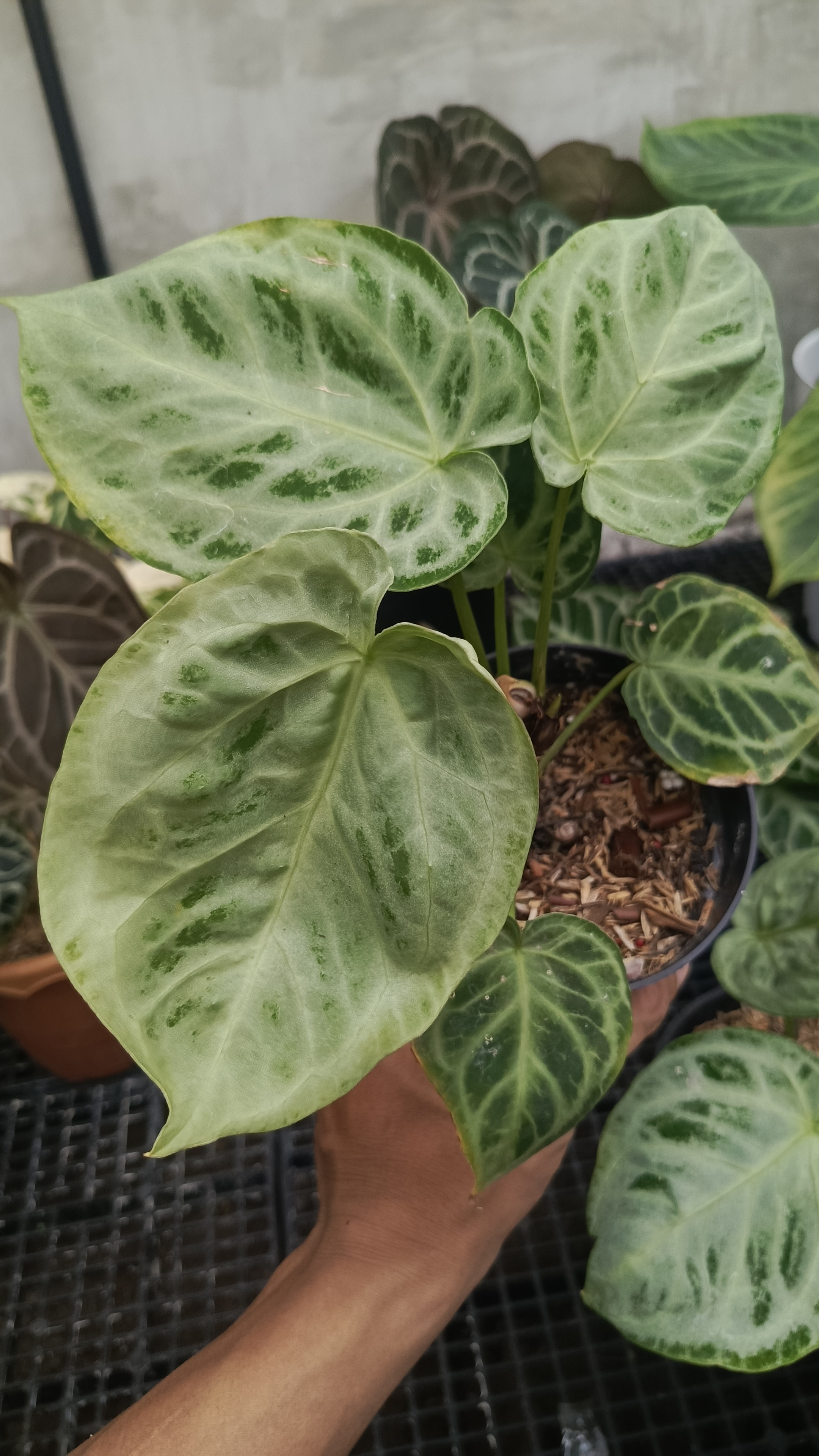 ANTHURIUM SILVER CHROME