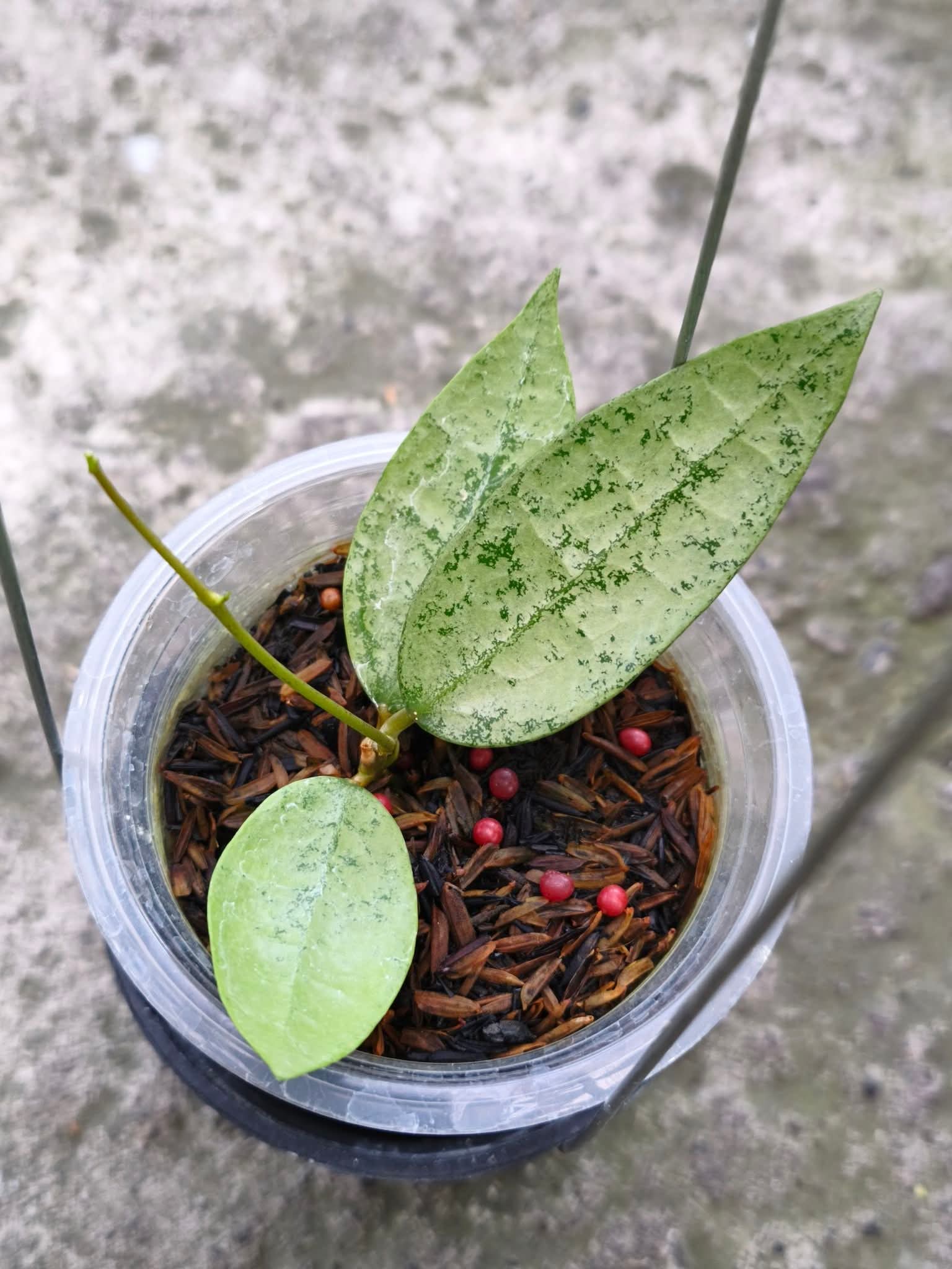 Hoya ponakawan