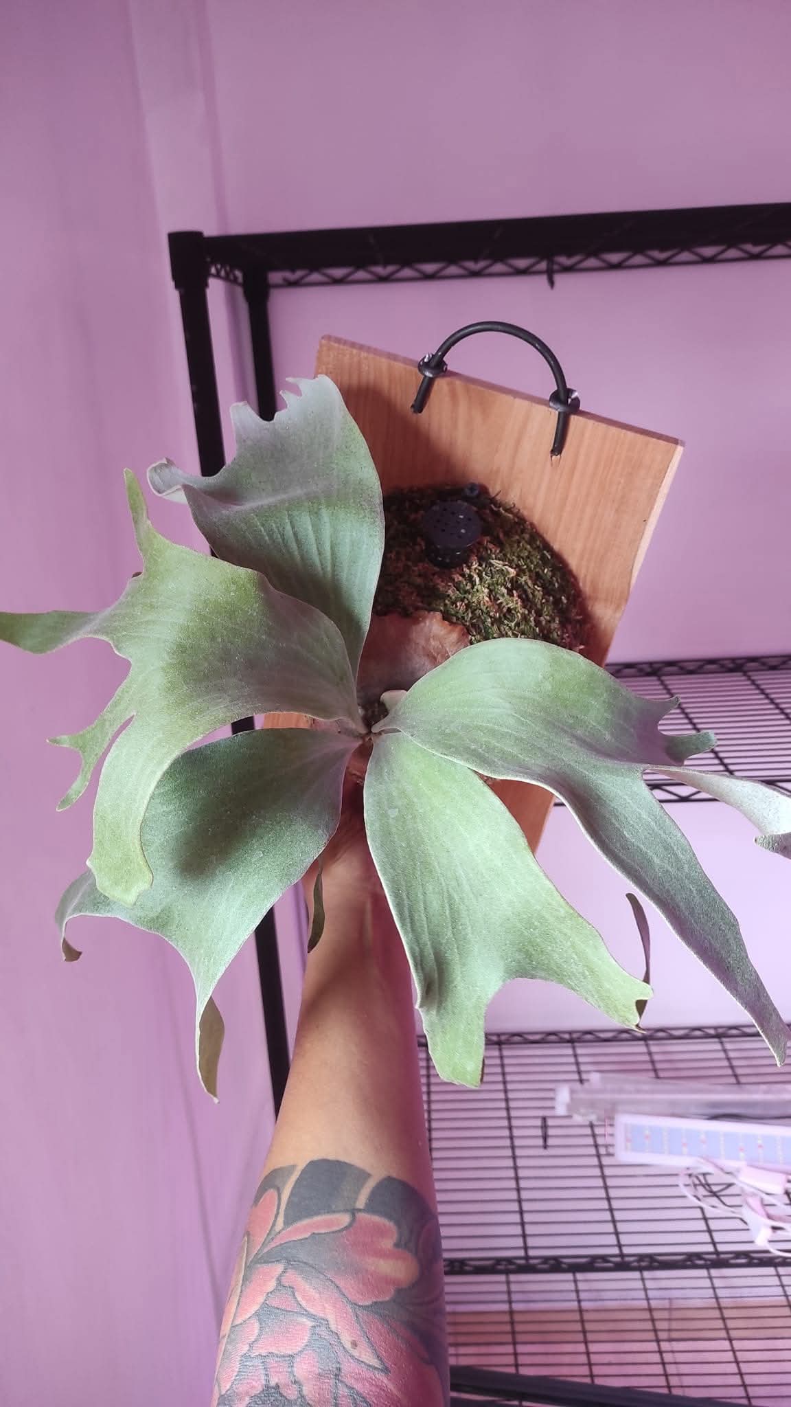PLATYCERIUM GINKA