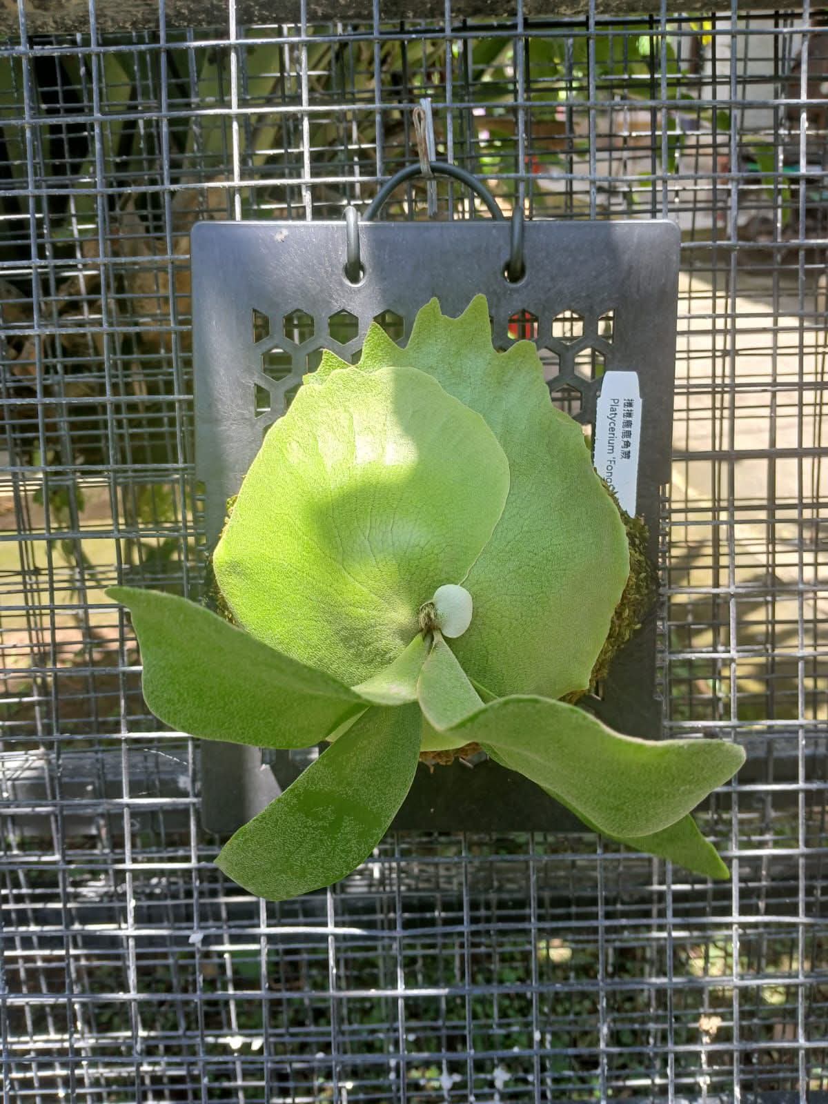 PLATYCERIUM FONGSIQI