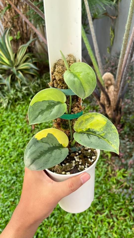 SCINDAPSUS PRIBUMI