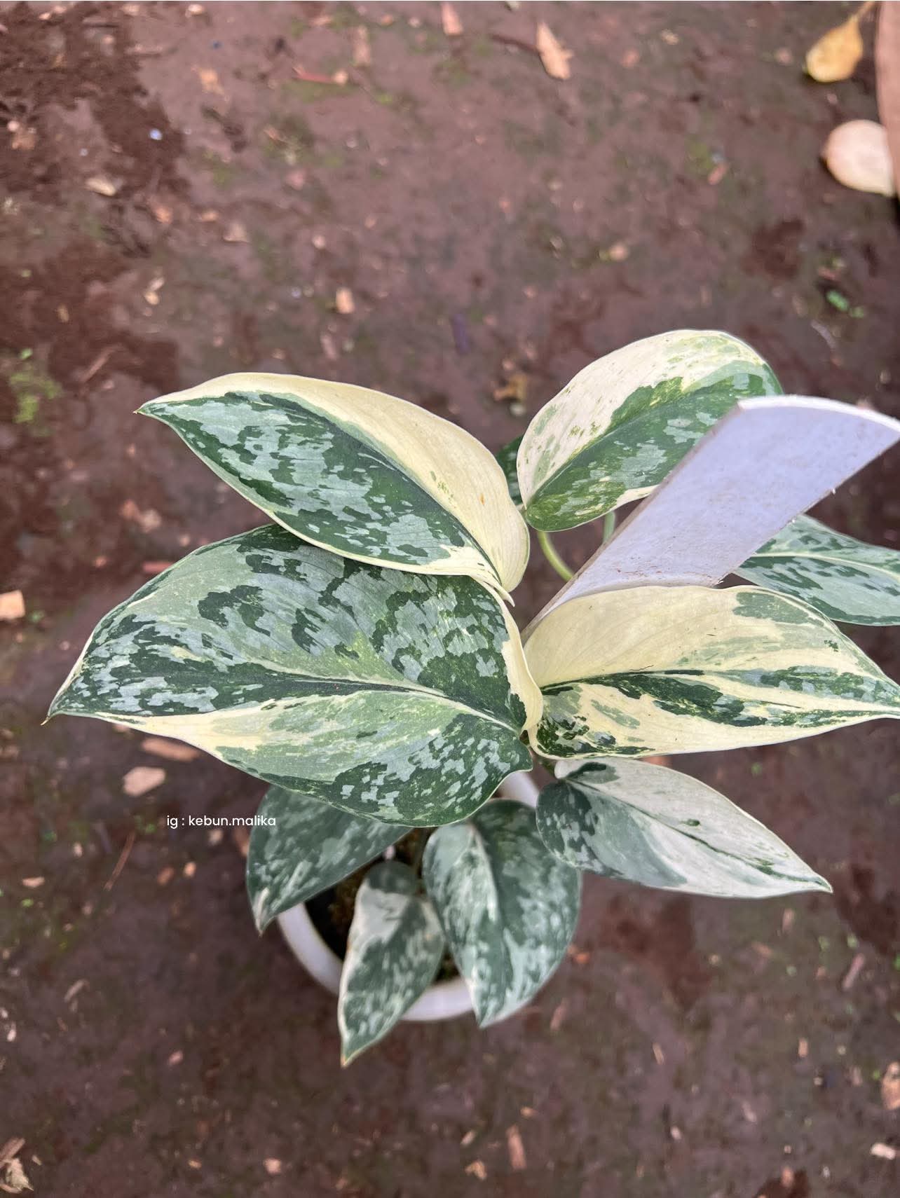SCINDAPSUS WHITE DIAMOND