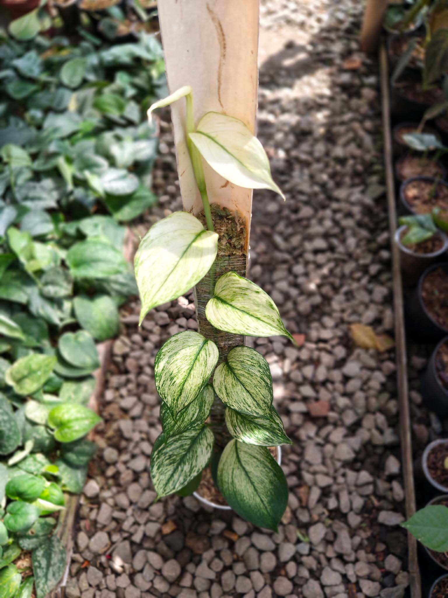 SCINDAPSUS BLUE ALBO GUNSAL