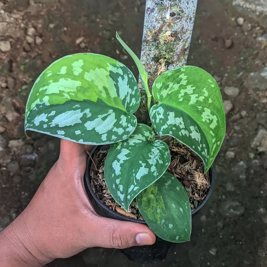SCINDAPSUS SENTARUM