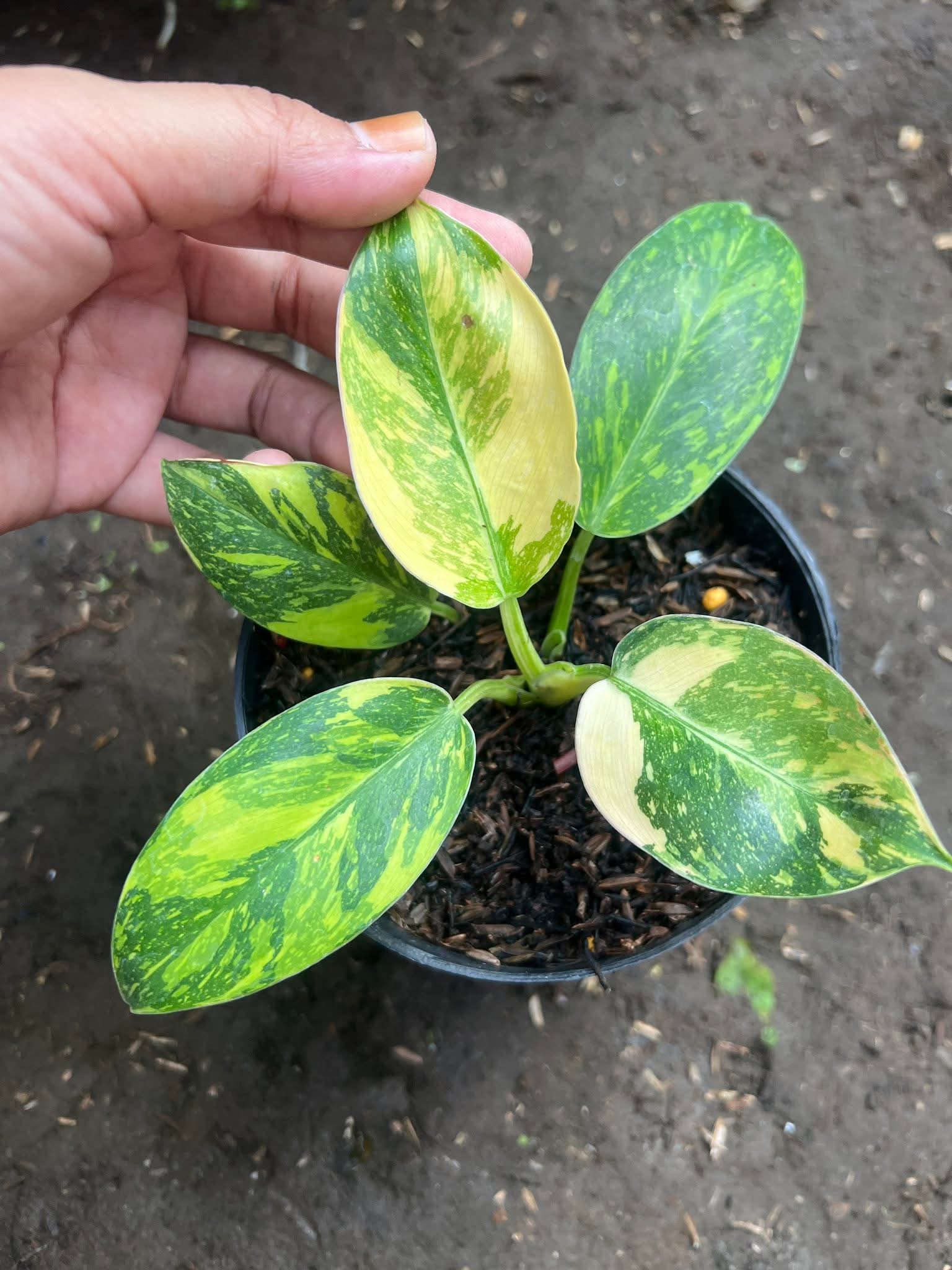 PHILODENRON GREEN CONGO VARIEGATA