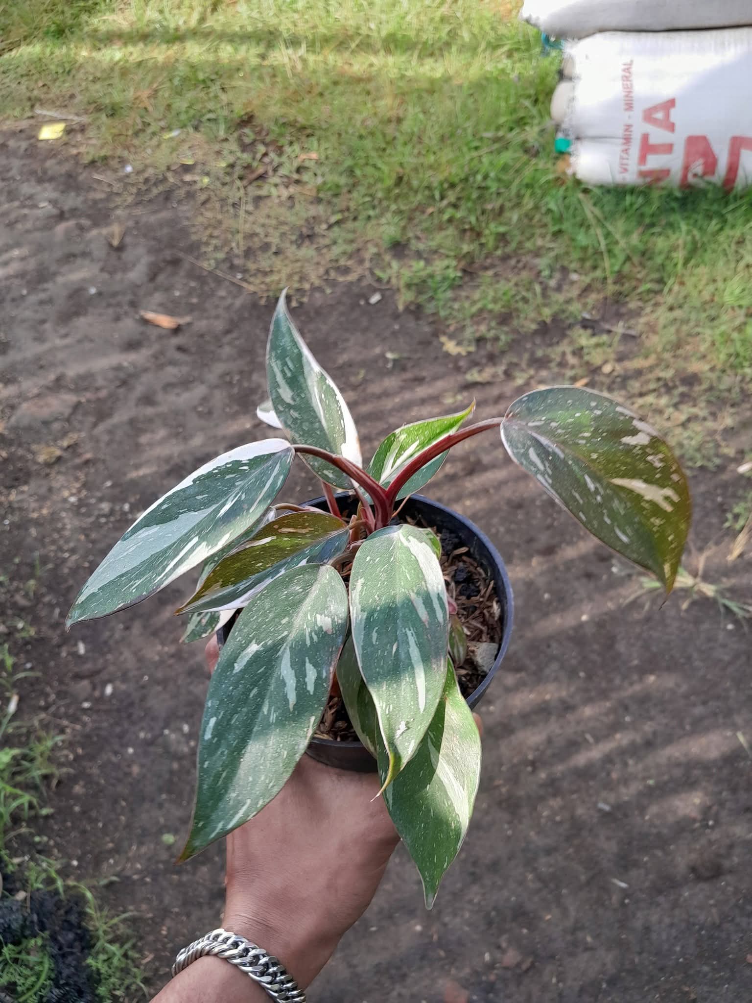 PHILODENRON ANDERSON