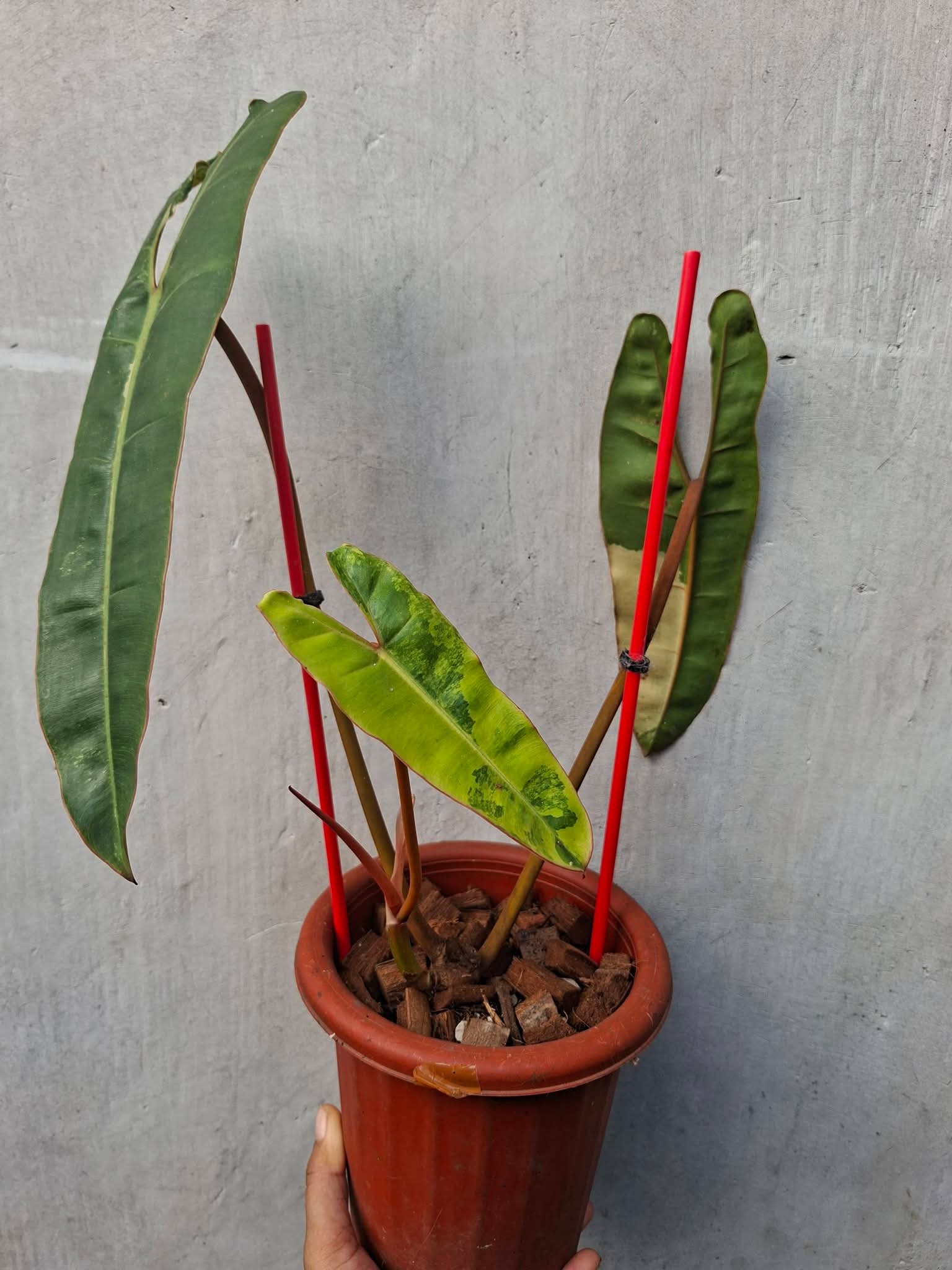 PHILODENRON BILLITIAE VAR
