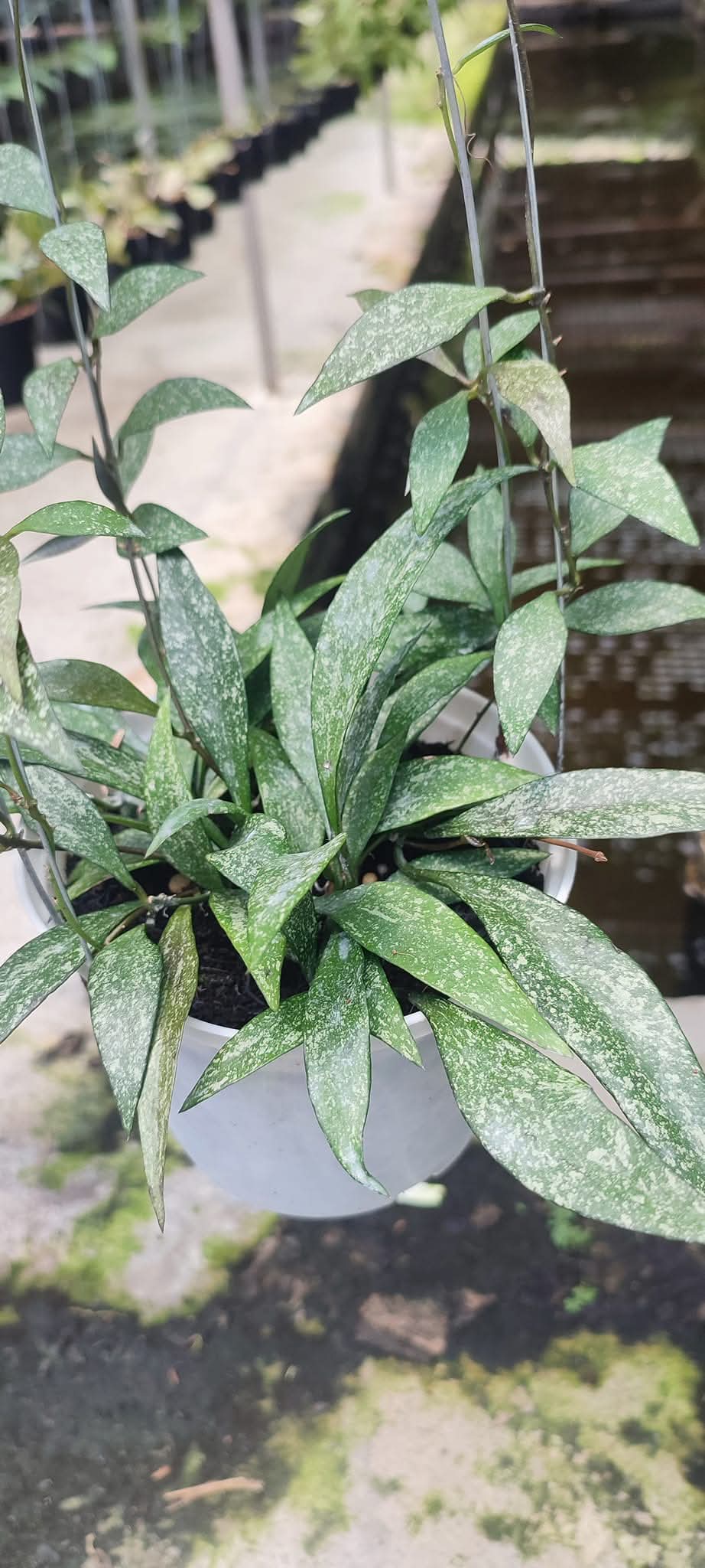 HOYA PARVIOLASPLASH