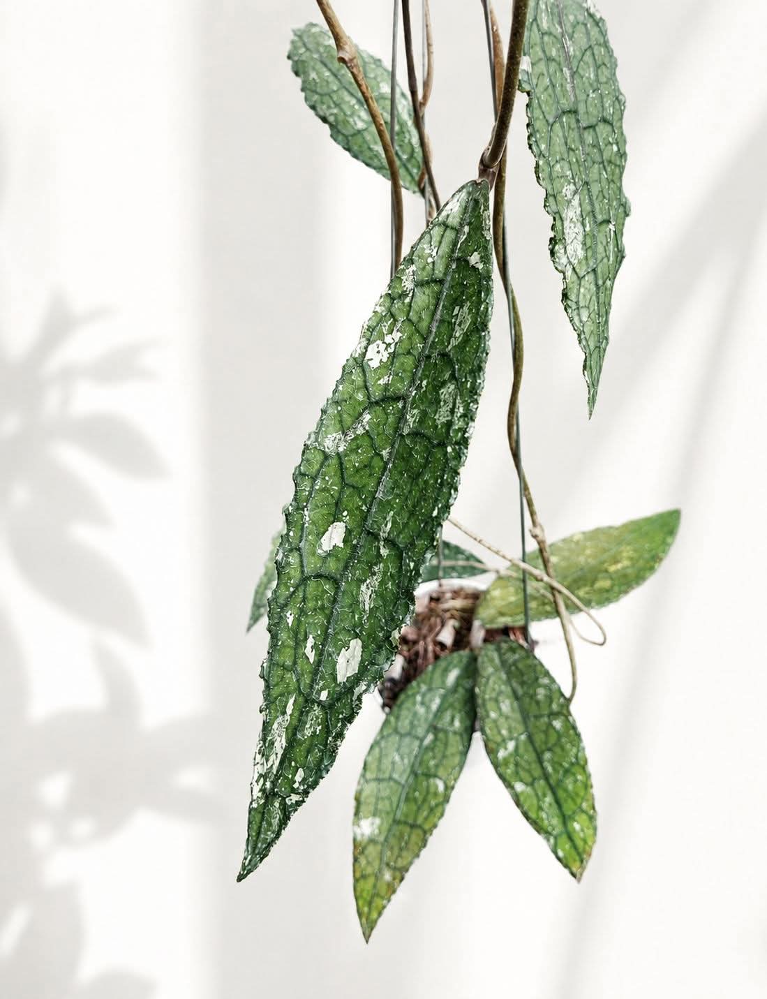 HOYA CLEMENSORIUM CROCODILE