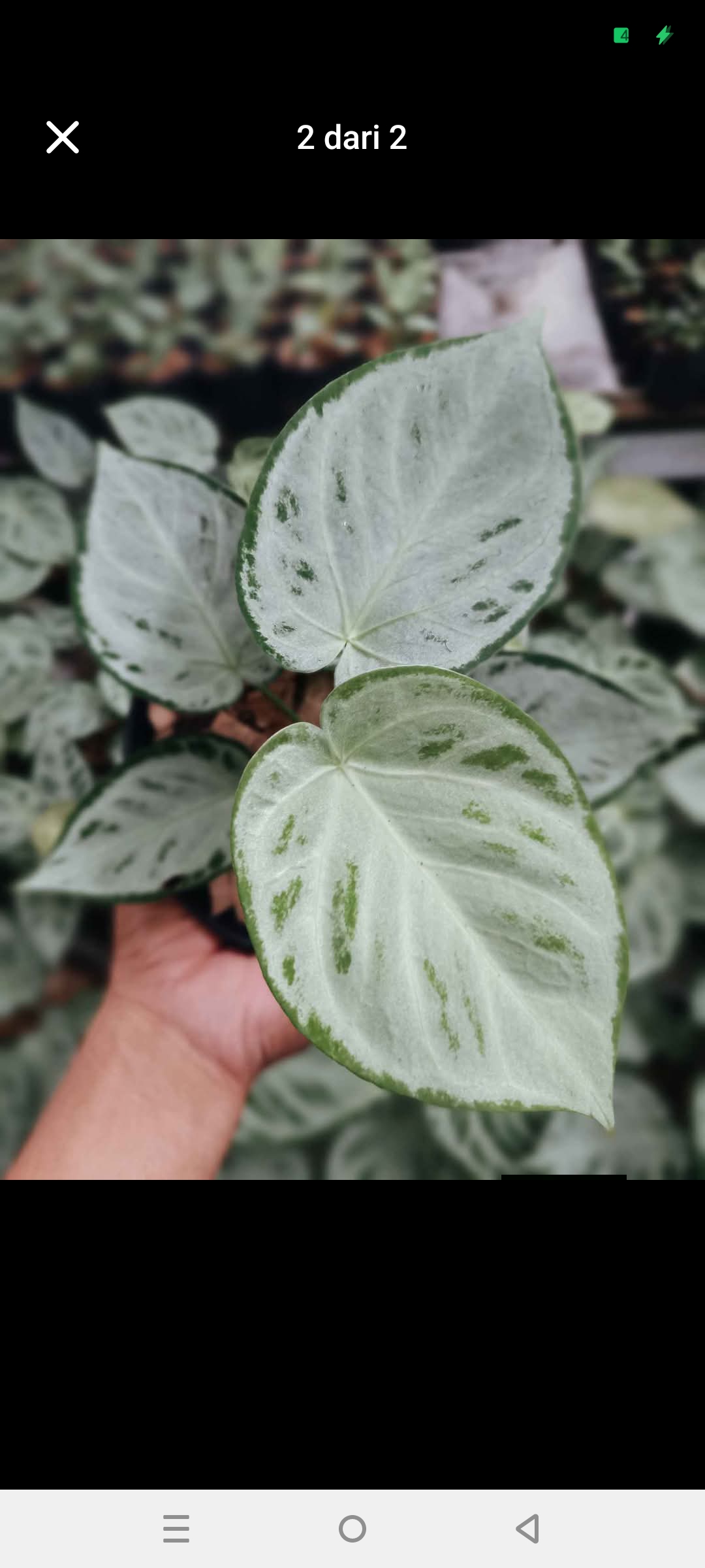 ANTHURIUM SILVER CHROME 2