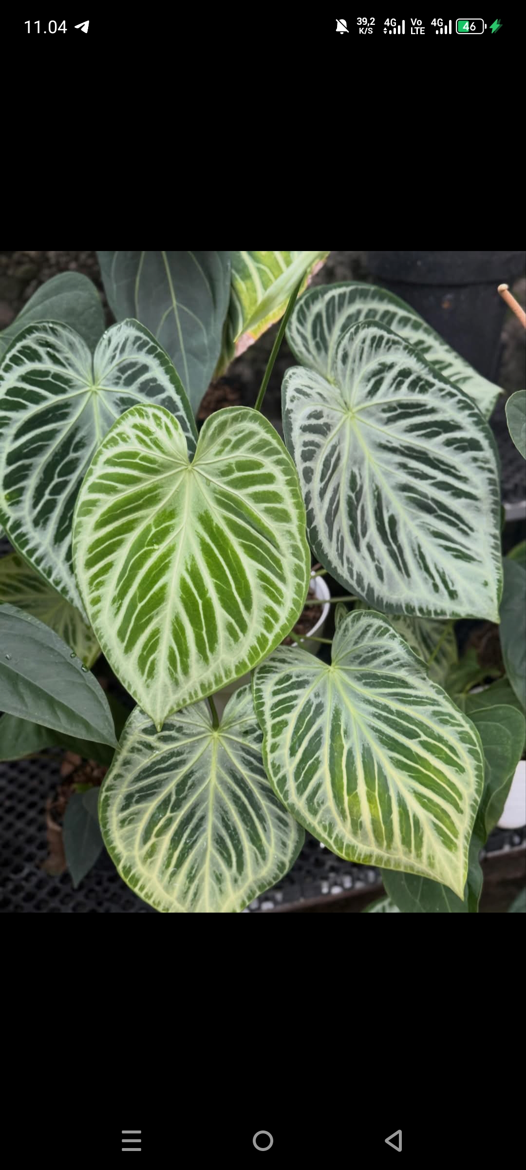 ANTHURIUM SILVER CHROME MOTHER PLANTS 1