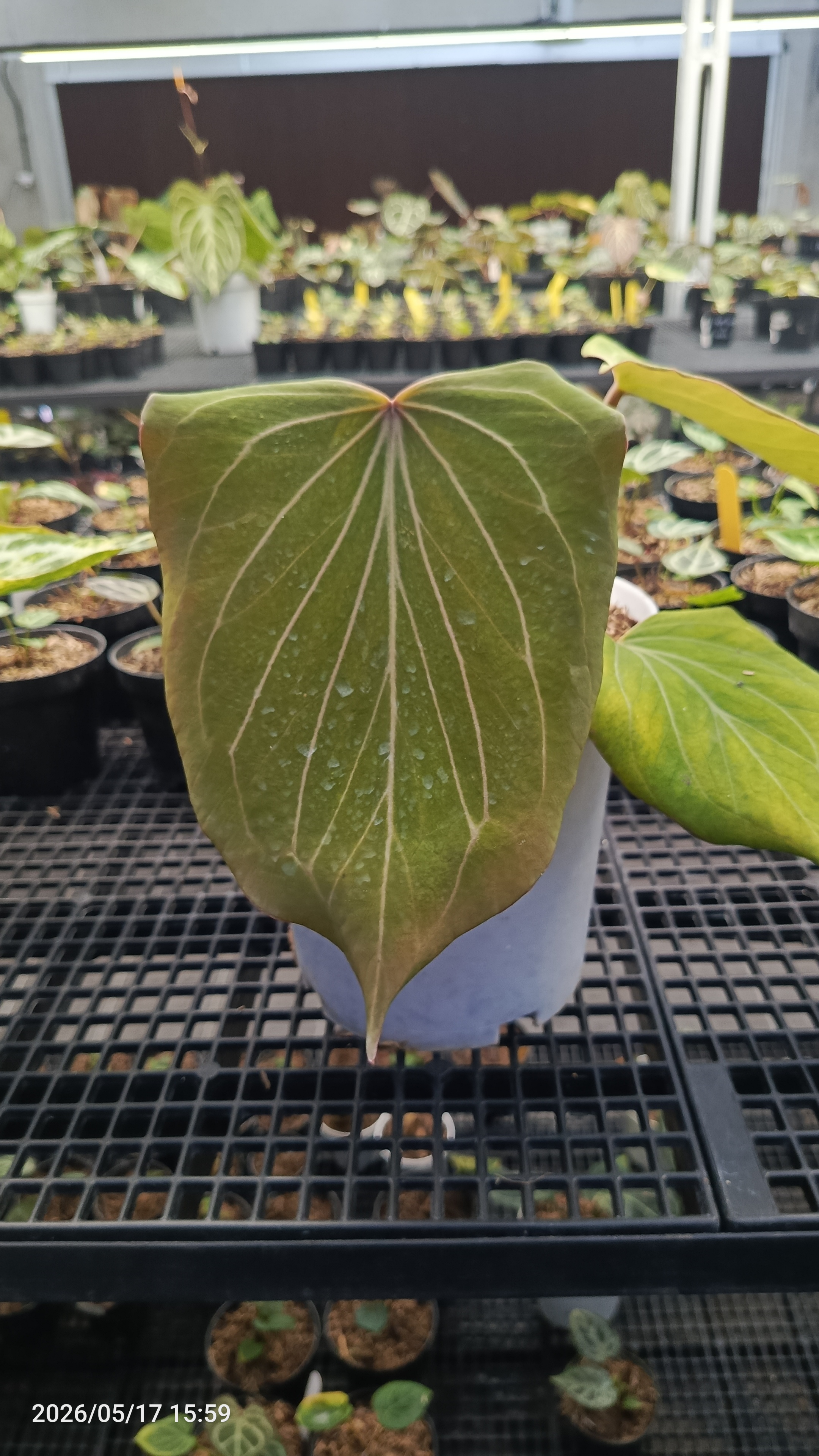 Anthurium King of Spades Golden Butterfly
