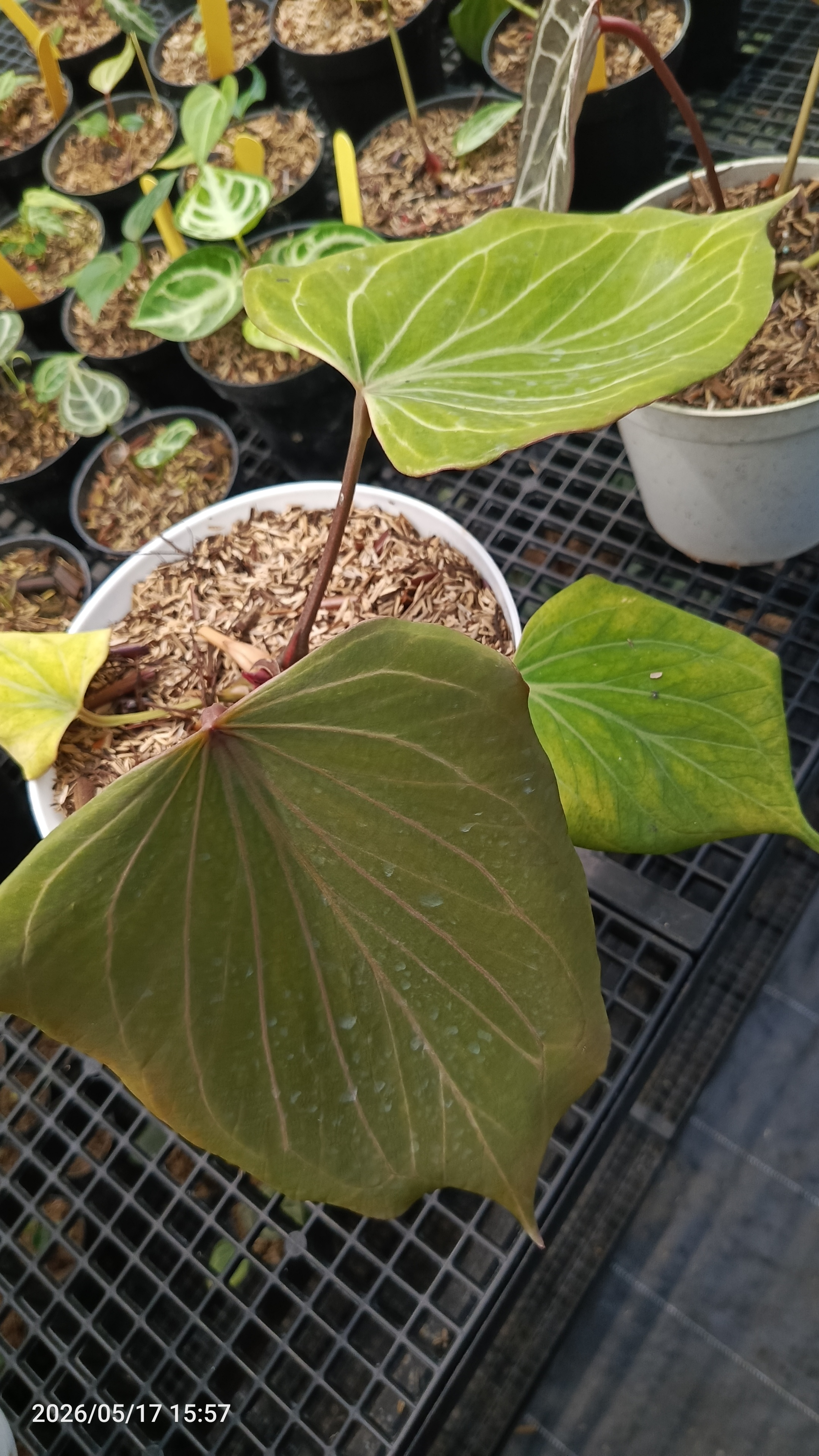 Anthurium King of Spades Golden Butterfly 2