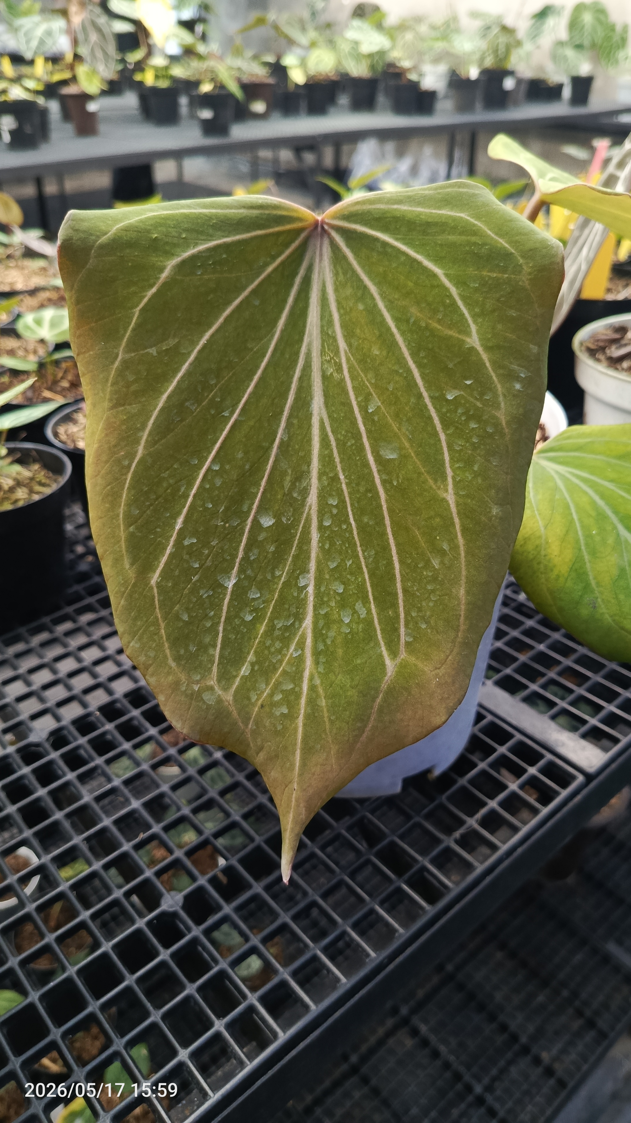 Anthurium King of Spades Golden Butterfly 3
