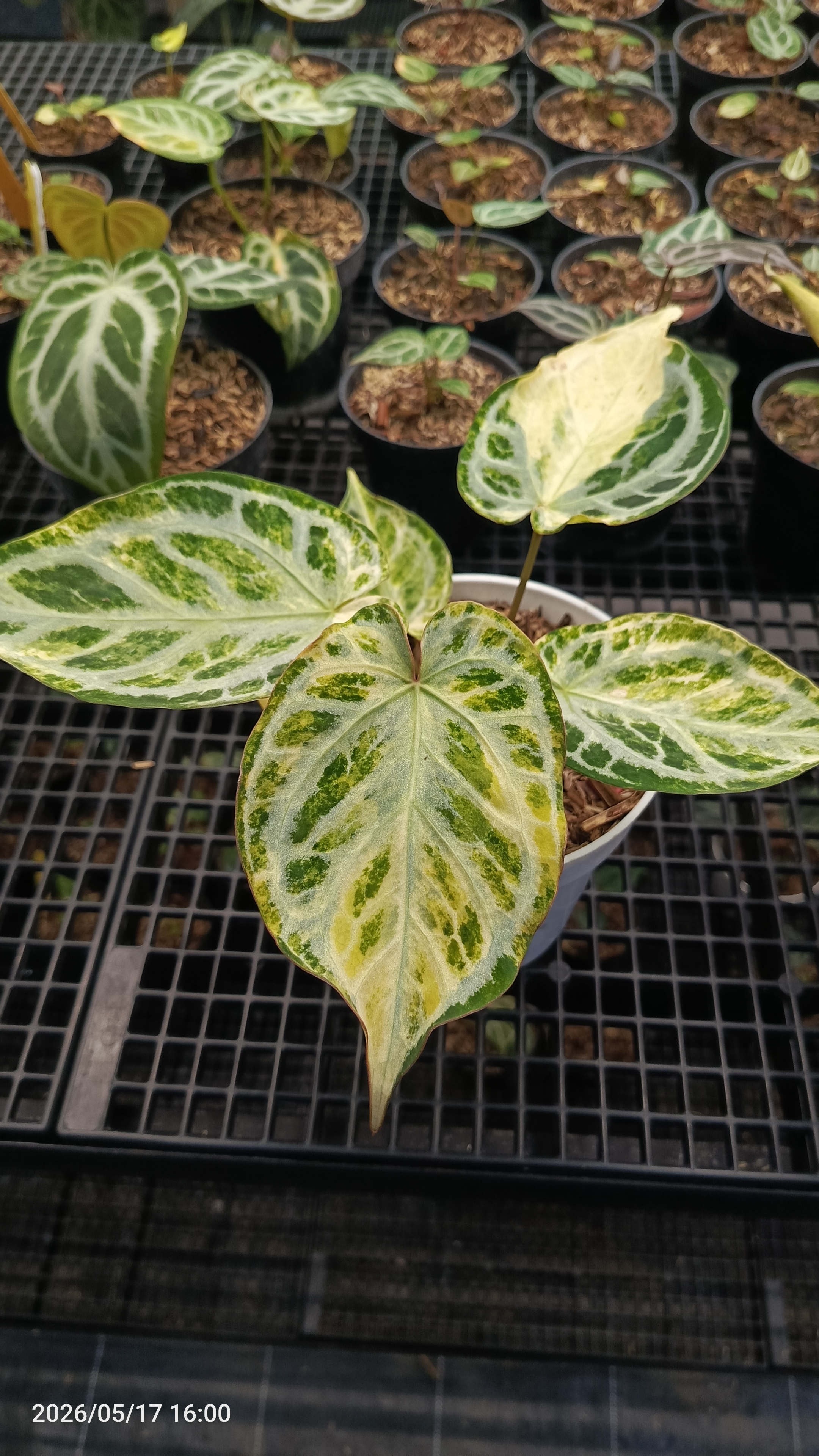 Anthurium RED TIGER VAR