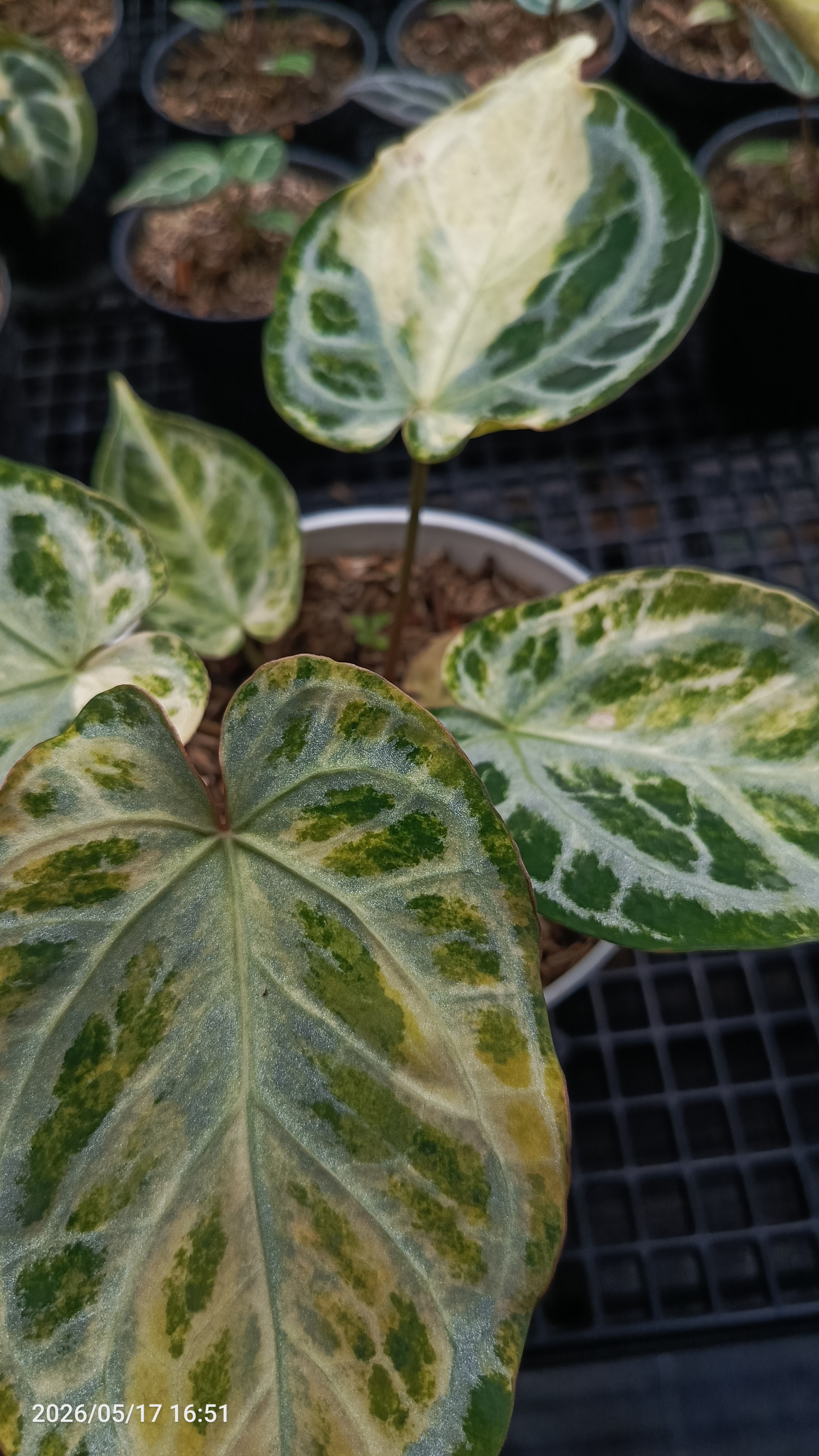 Anthurium RED TIGER VAR 2