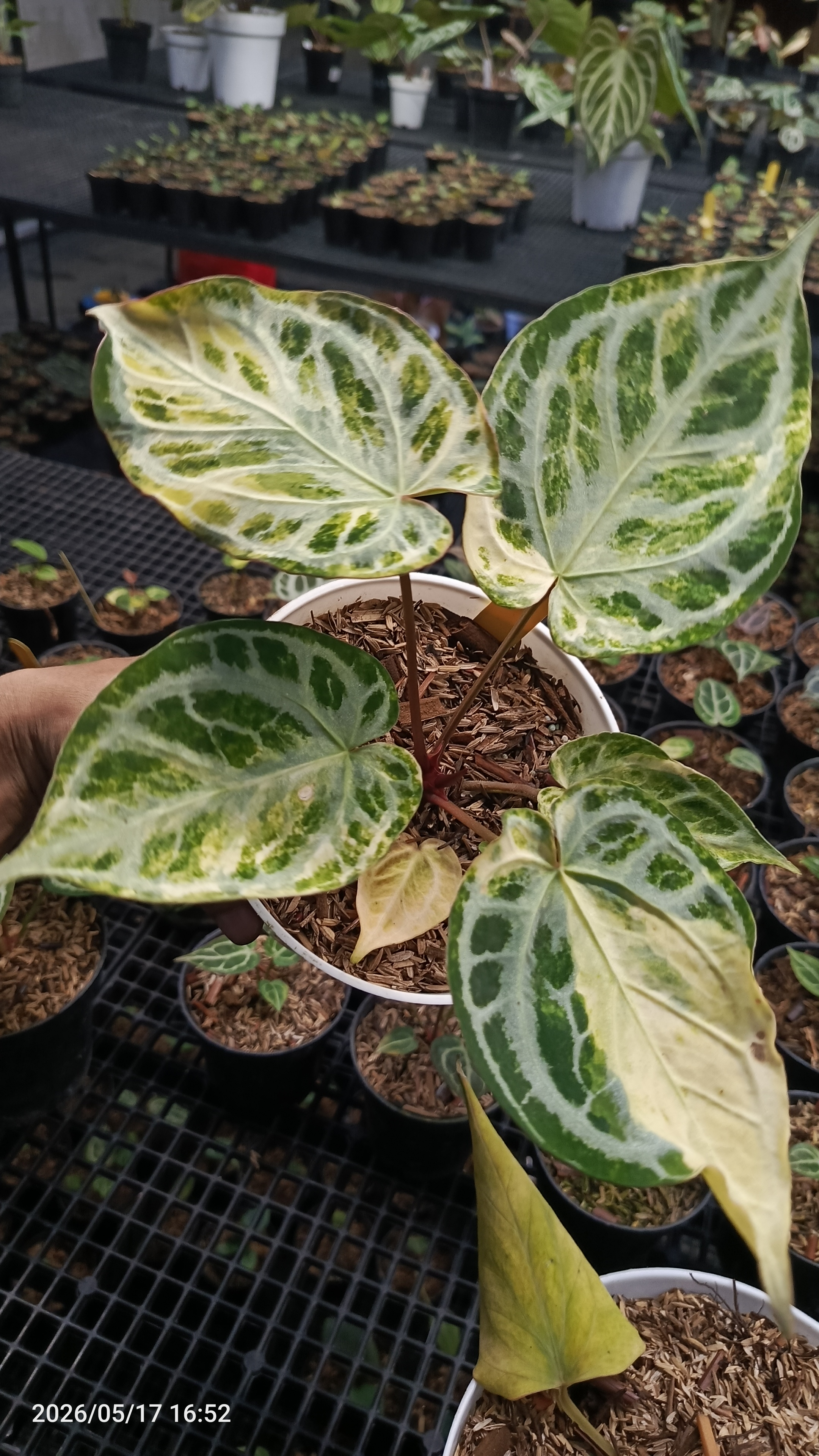 Anthurium RED TIGER VAR 3