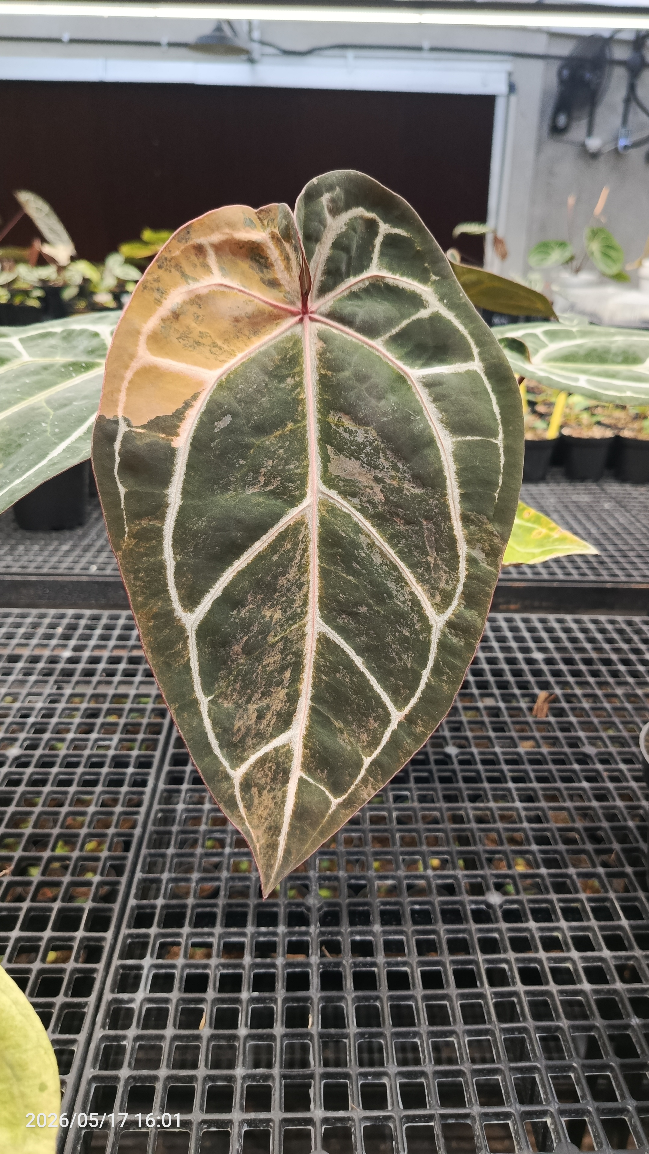 Anthurium Michelle Variegated