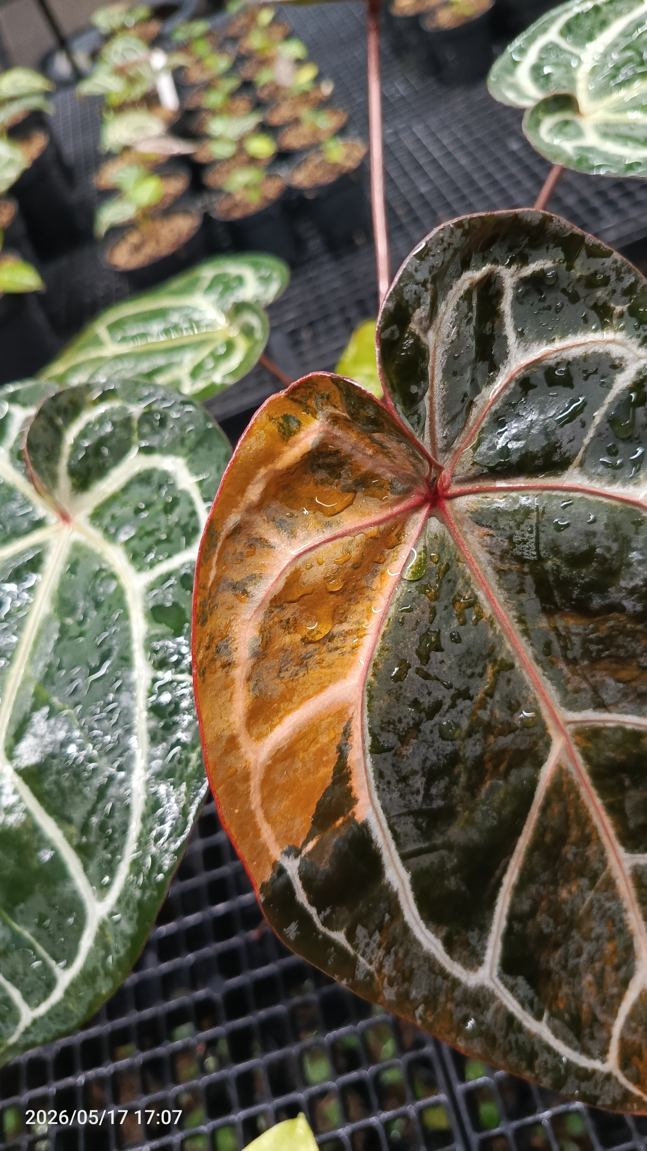 Anthurium Michelle Variegated 2