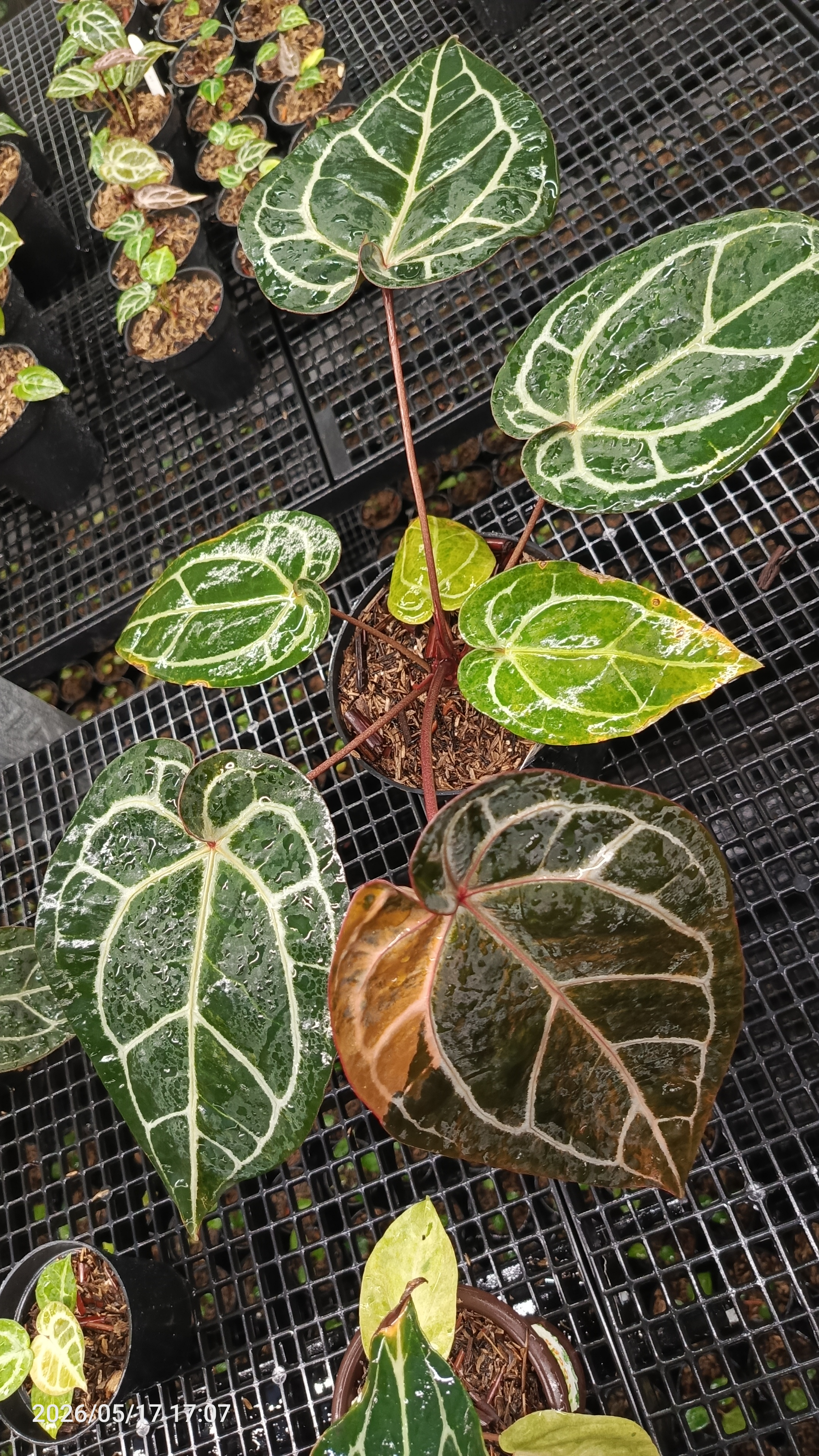 Anthurium Michelle Variegated 3