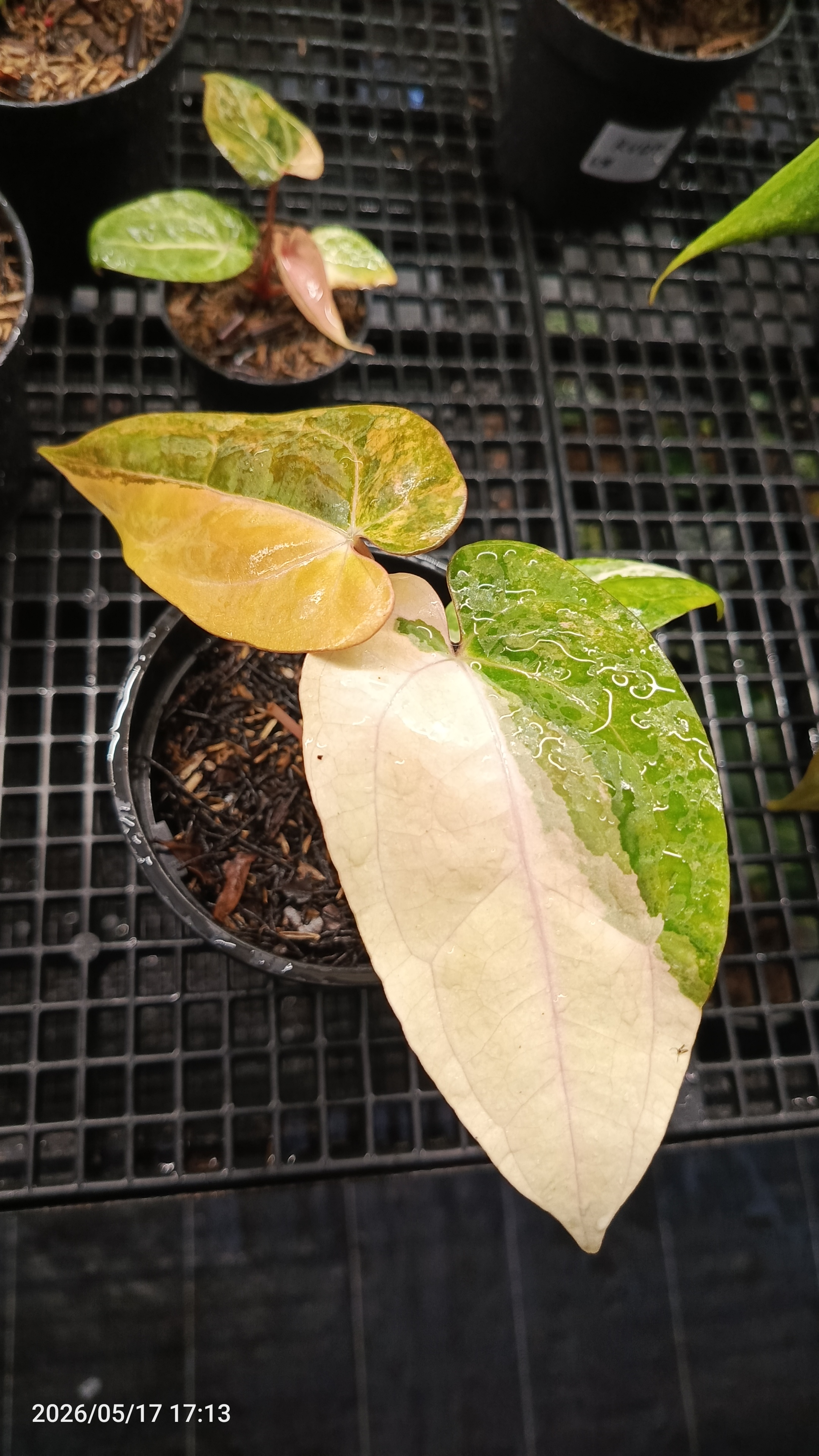 ANTHURIUM PAPI X RVDV VARIEGATA