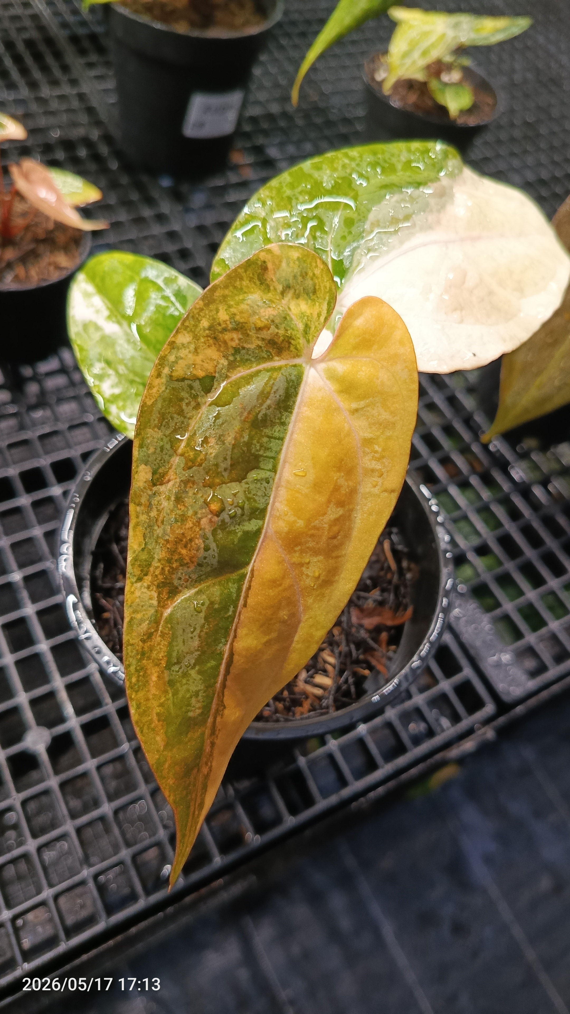 ANTHURIUM PAPI X RVDV VARIEGATA 2