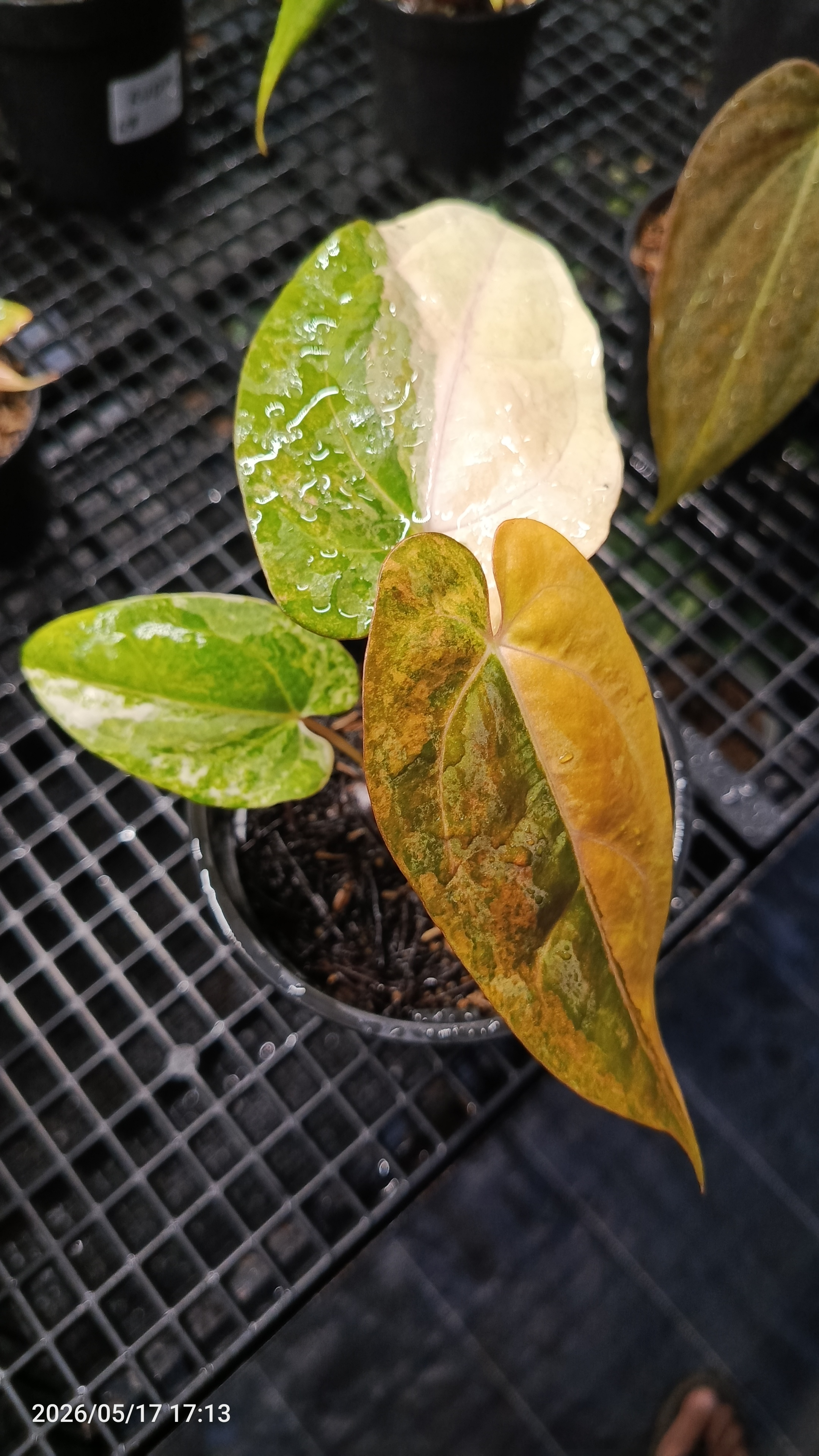 ANTHURIUM PAPI X RVDV VARIEGATA 3