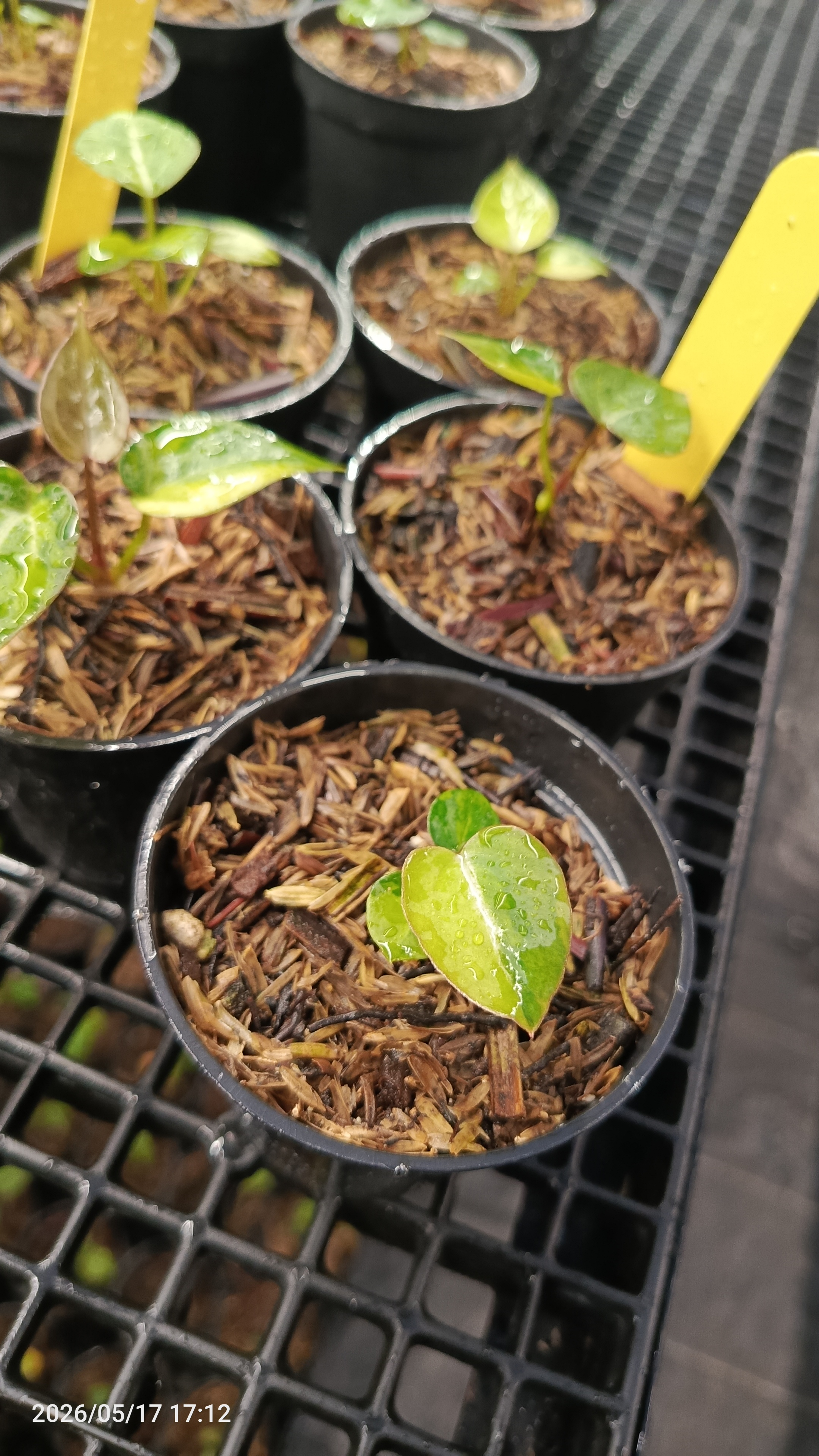 ANTHURIUM MAGNI X RED TIGER 2