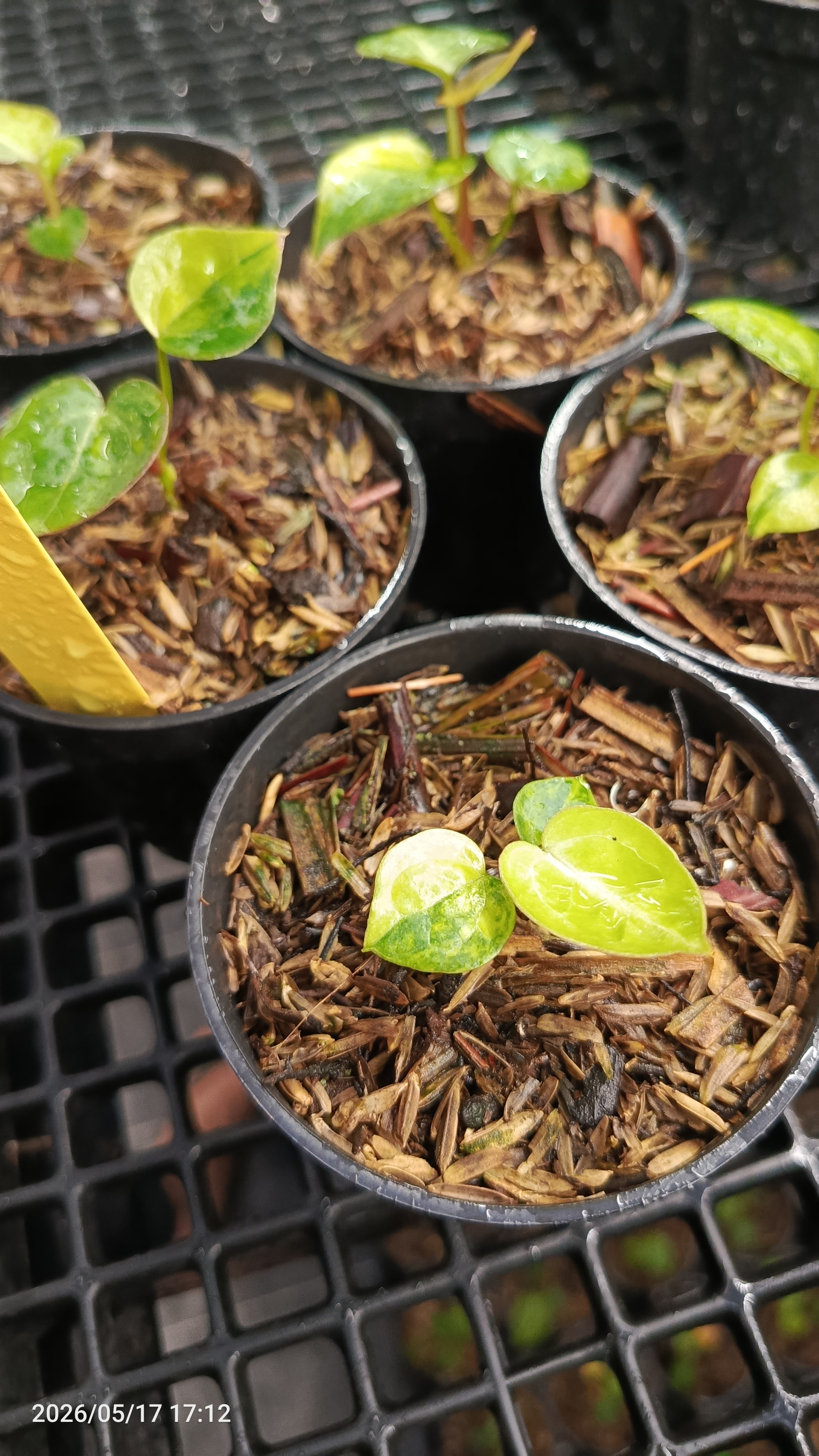 ANTHURIUM MAGNI X RED TIGER 3