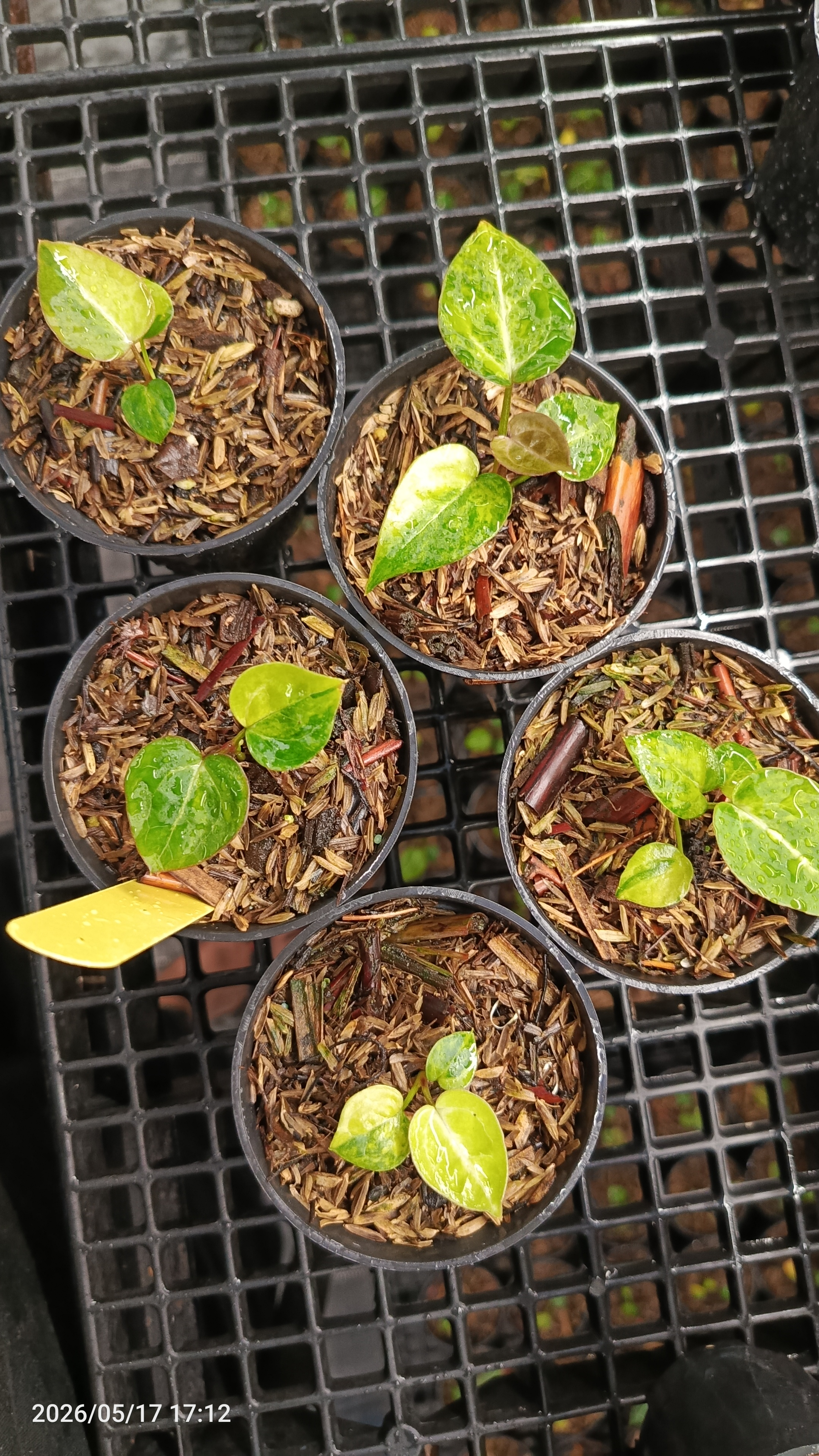 ANTHURIUM MAGNI X RED TIGER 4