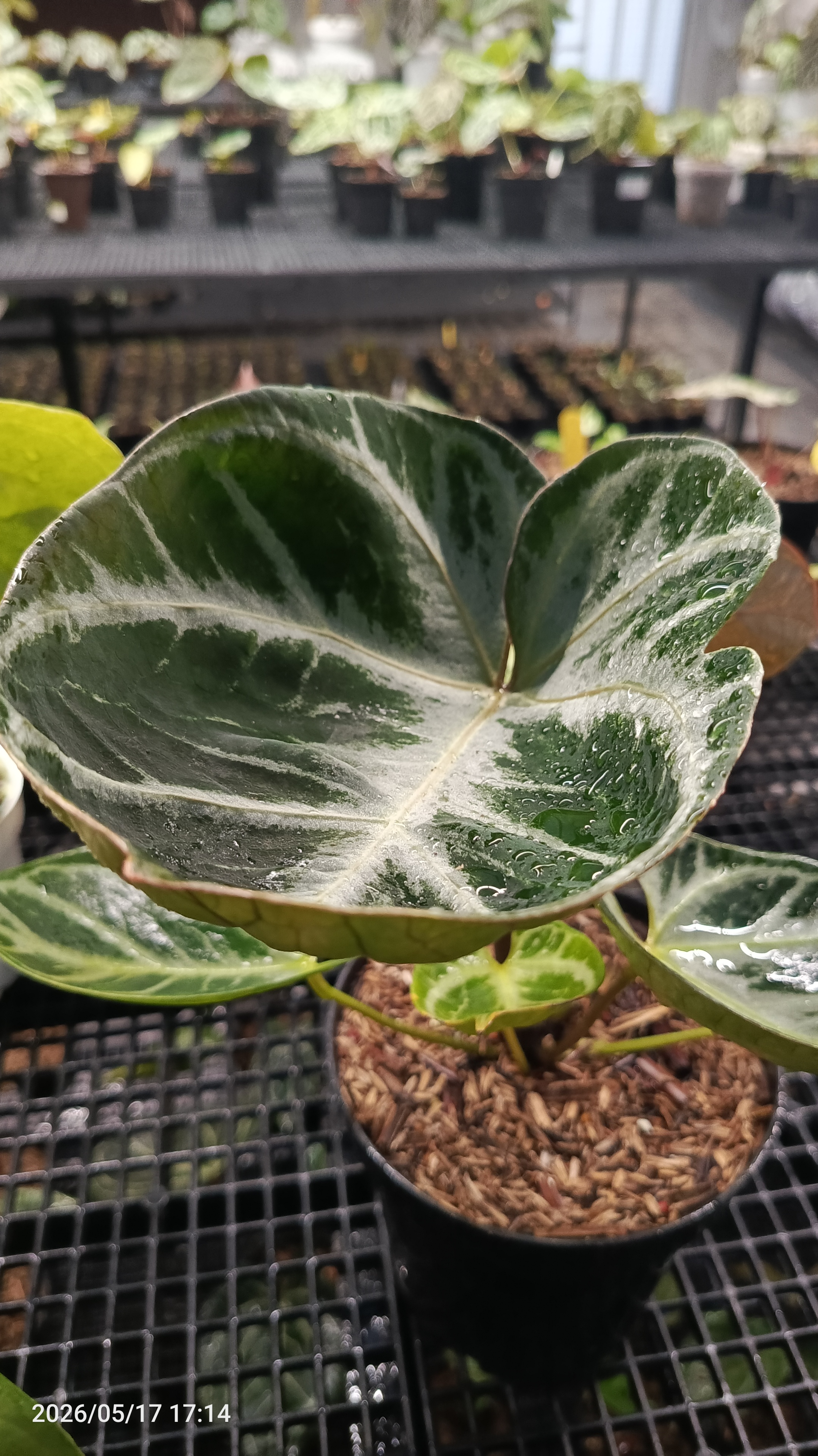 ANTHURIUM HURC MUTATION