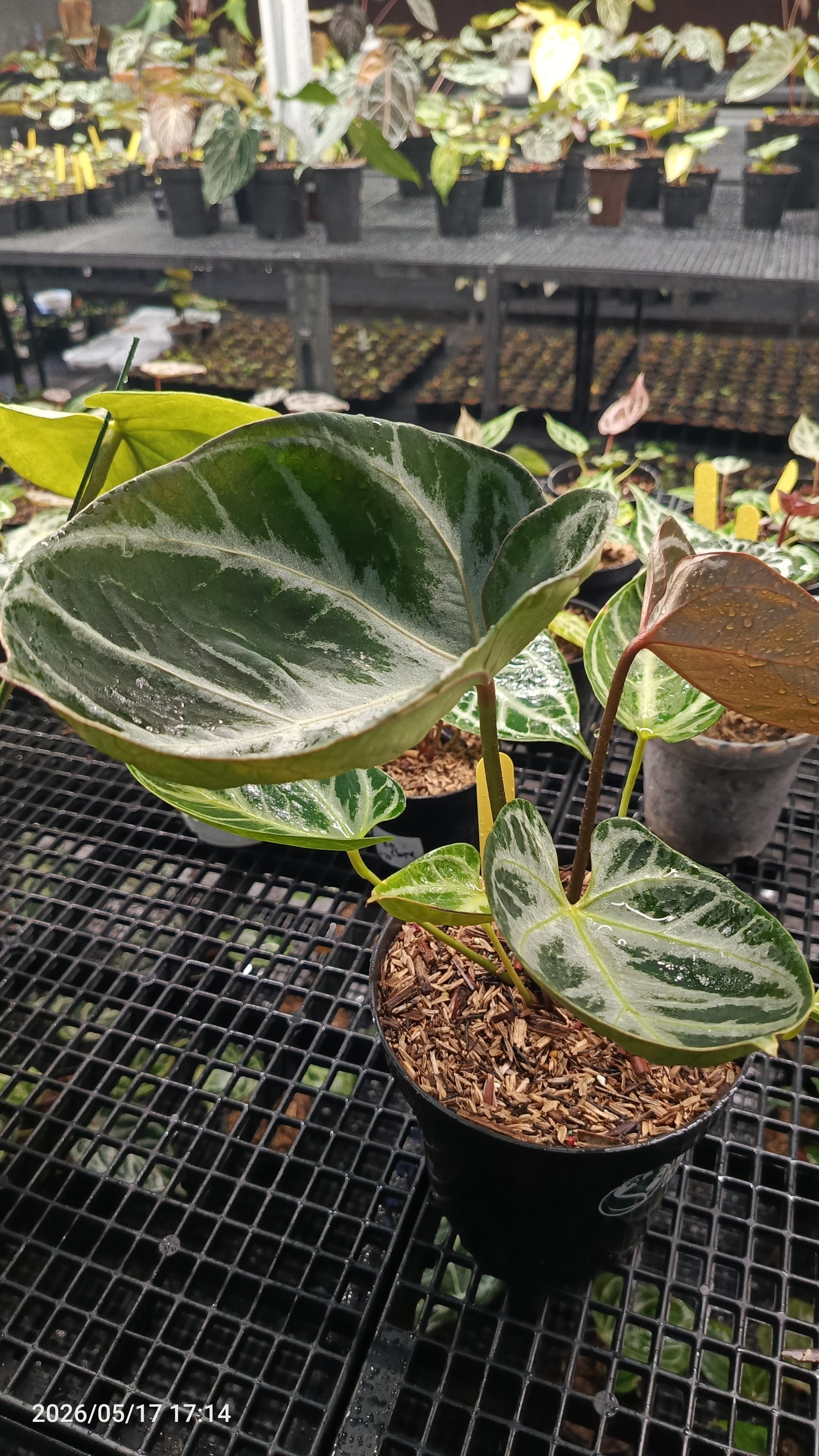 ANTHURIUM HURC MUTATION 2