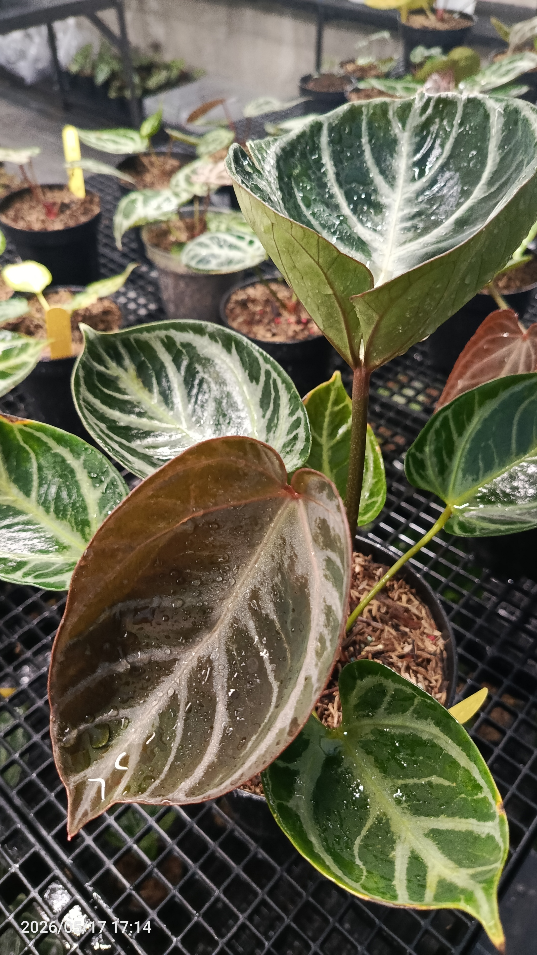 ANTHURIUM HURC MUTATION 3