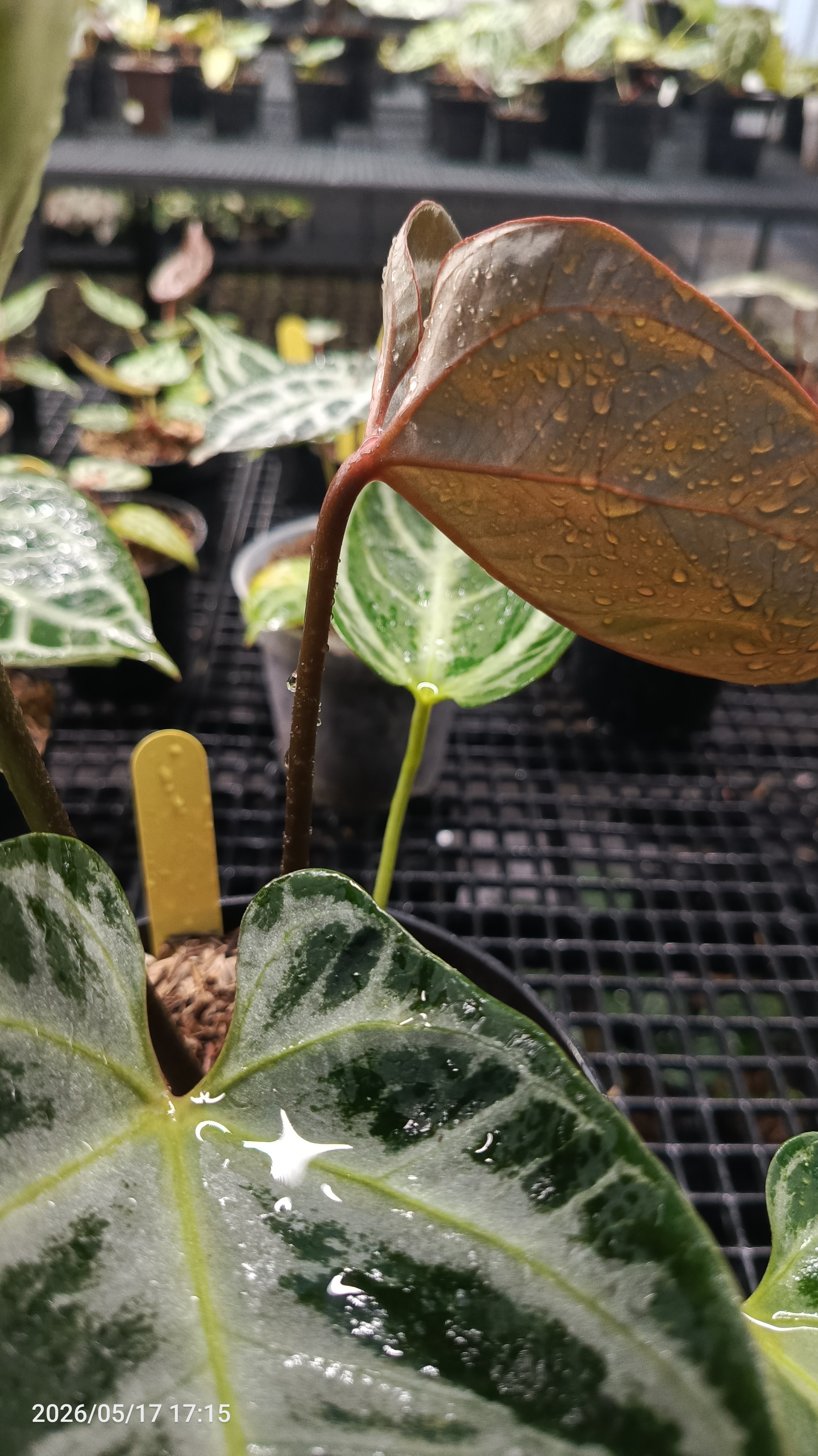 ANTHURIUM HURC MUTATION 4