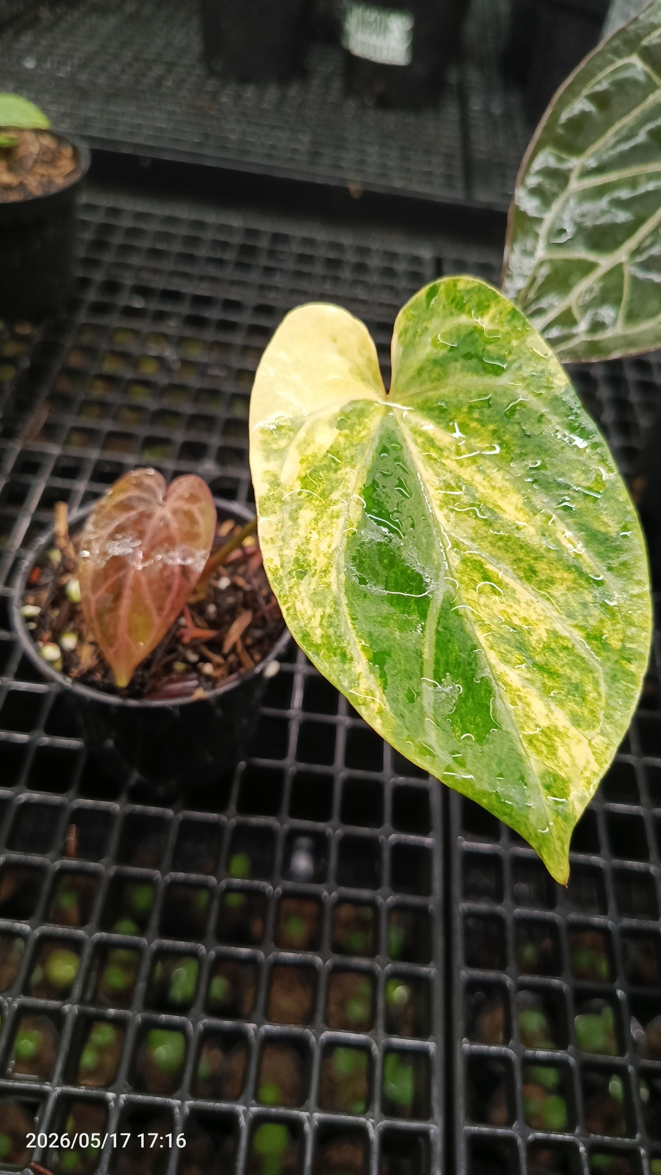 ANTHURIUM MEGATRON X HU VARIEGATA