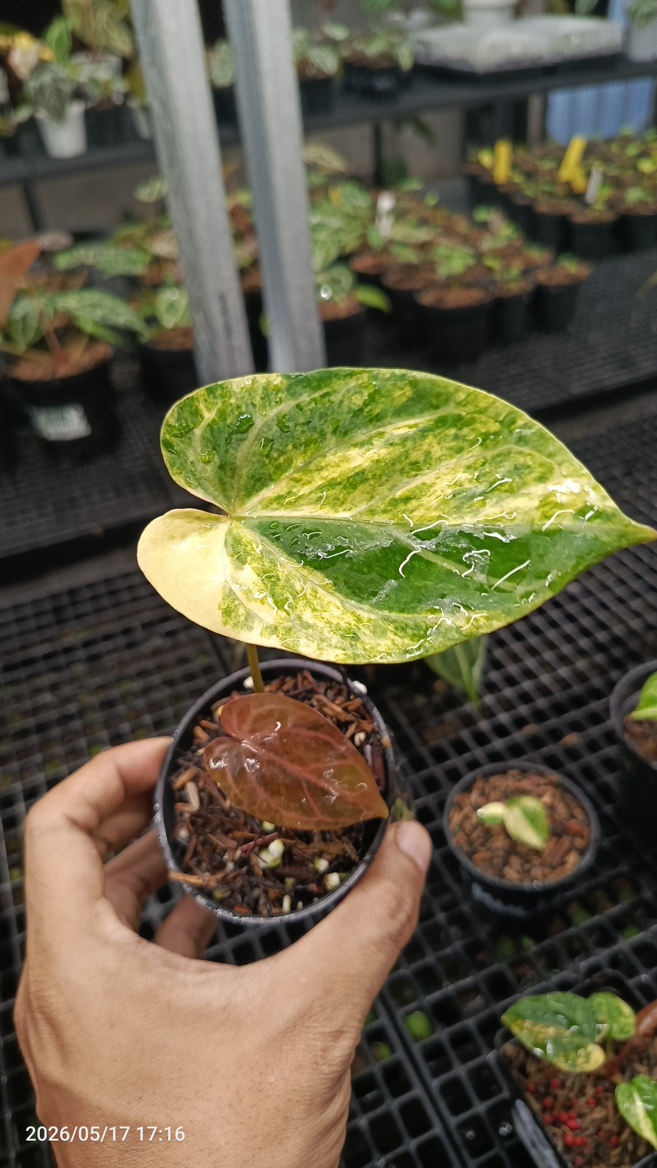 ANTHURIUM MEGATRON X HU VARIEGATA 2