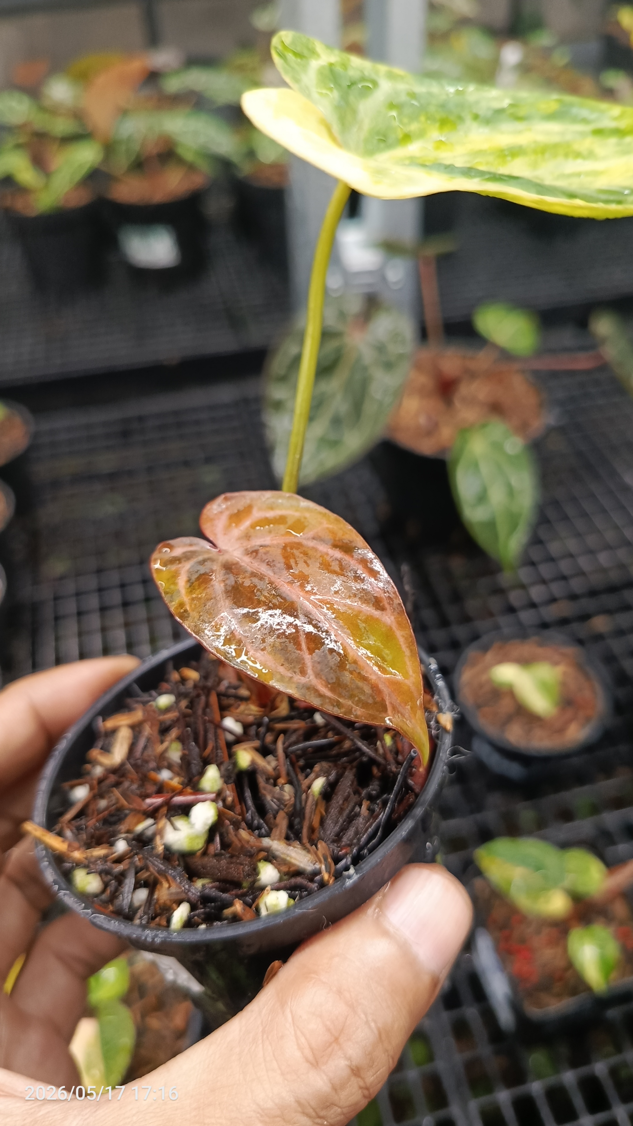 ANTHURIUM MEGATRON X HU VARIEGATA 3