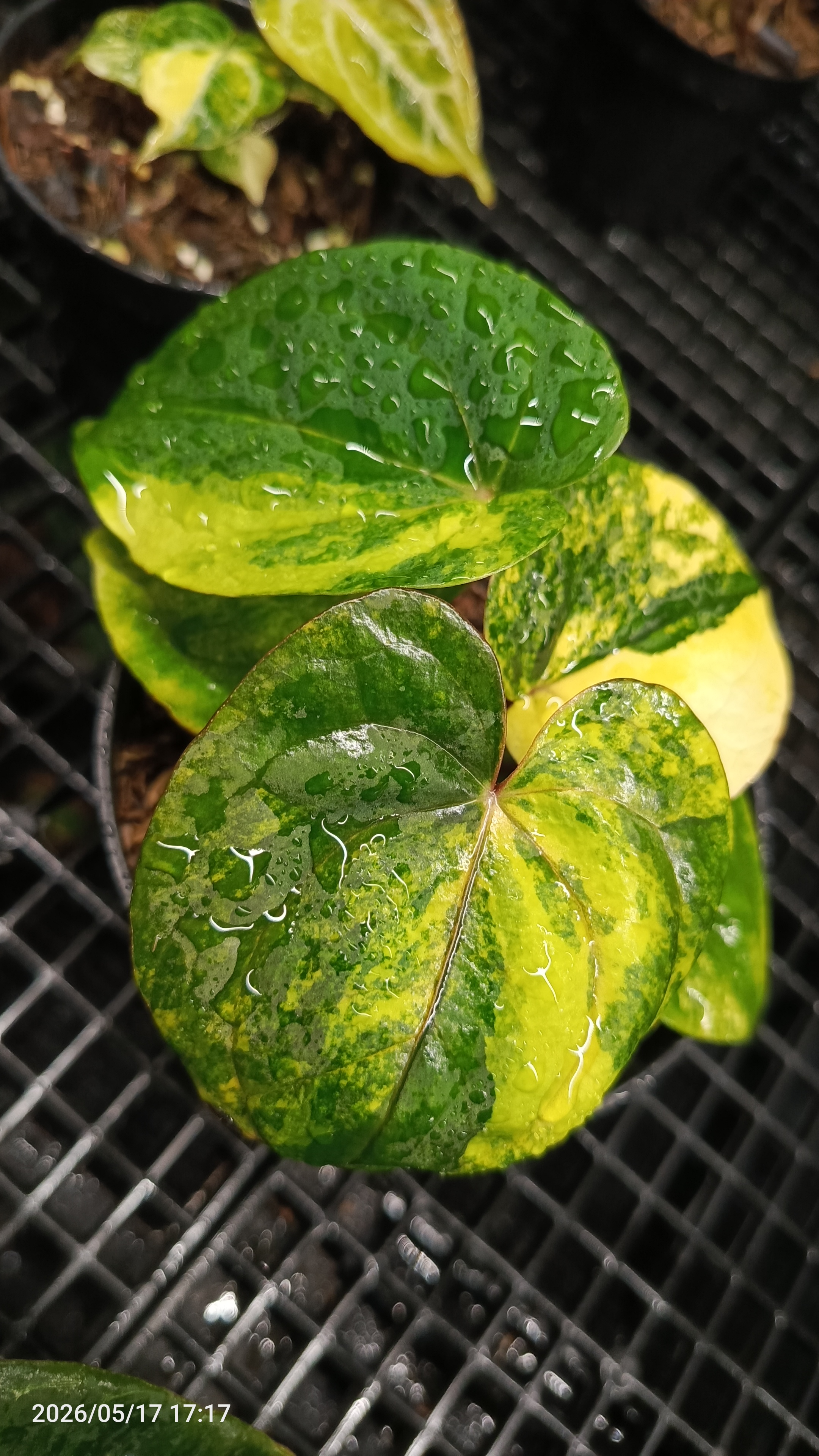 ANTHURIUM RVDV VARIEGATA
