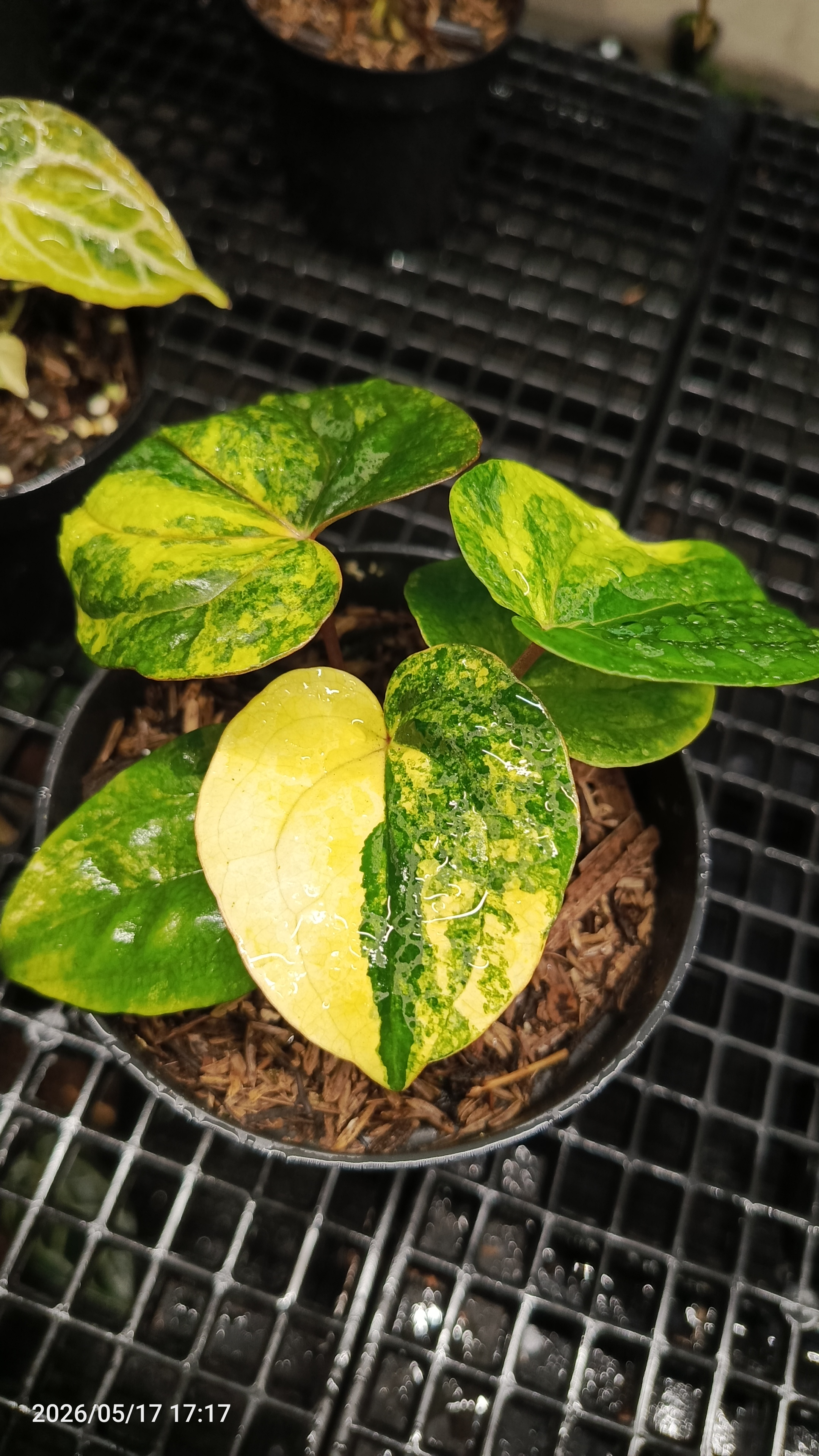 ANTHURIUM RVDV VARIEGATA 2