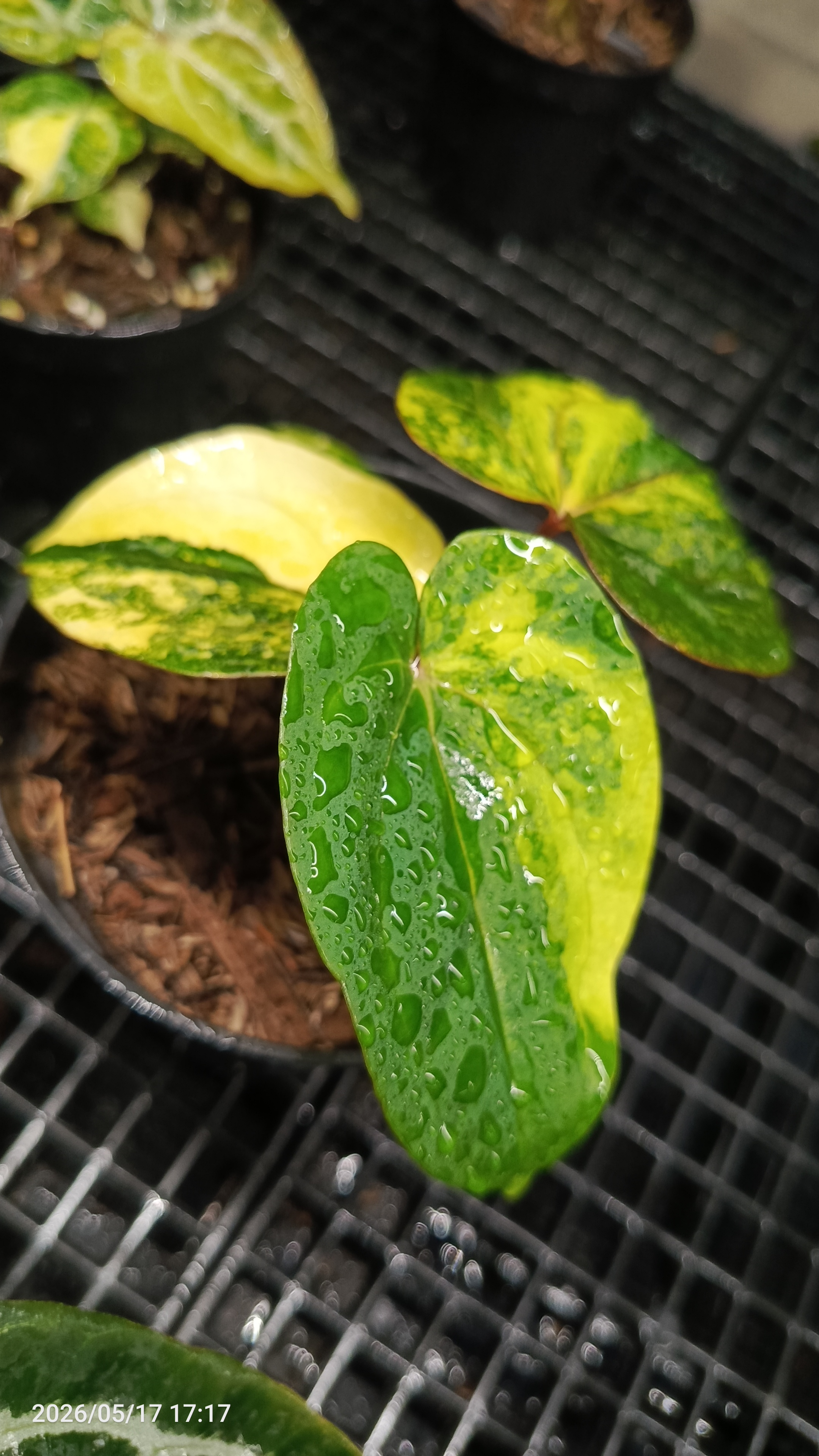ANTHURIUM RVDV VARIEGATA 3