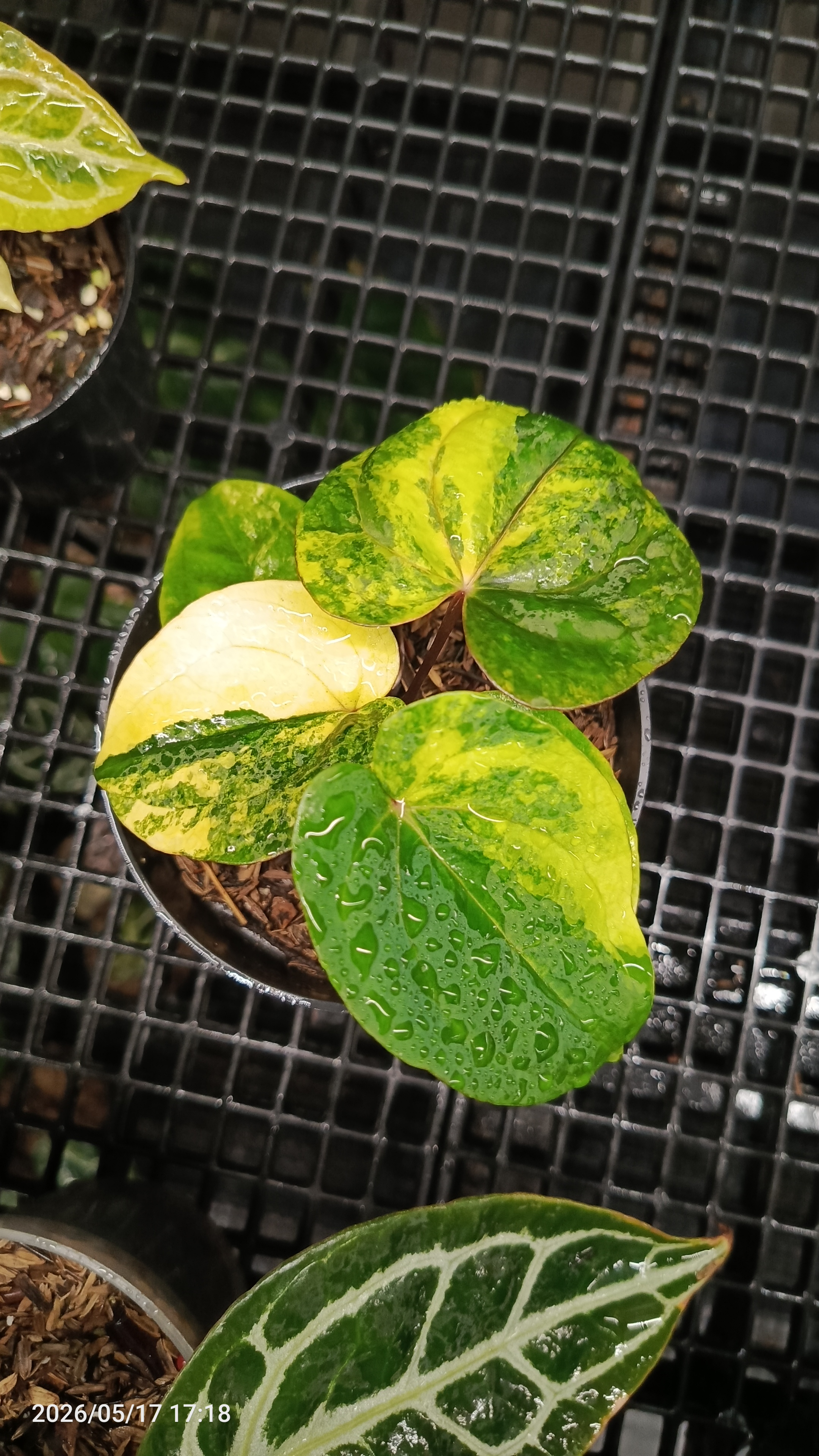 ANTHURIUM RVDV VARIEGATA 4