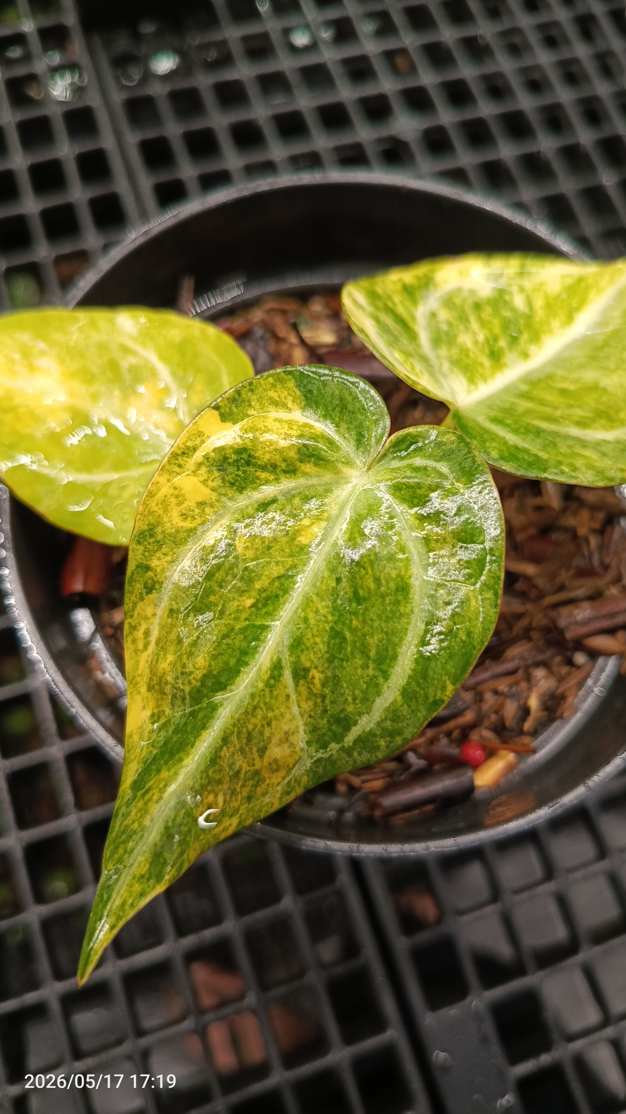 ANTHURIUM VENOM X RED DEVILS VARIEGATA